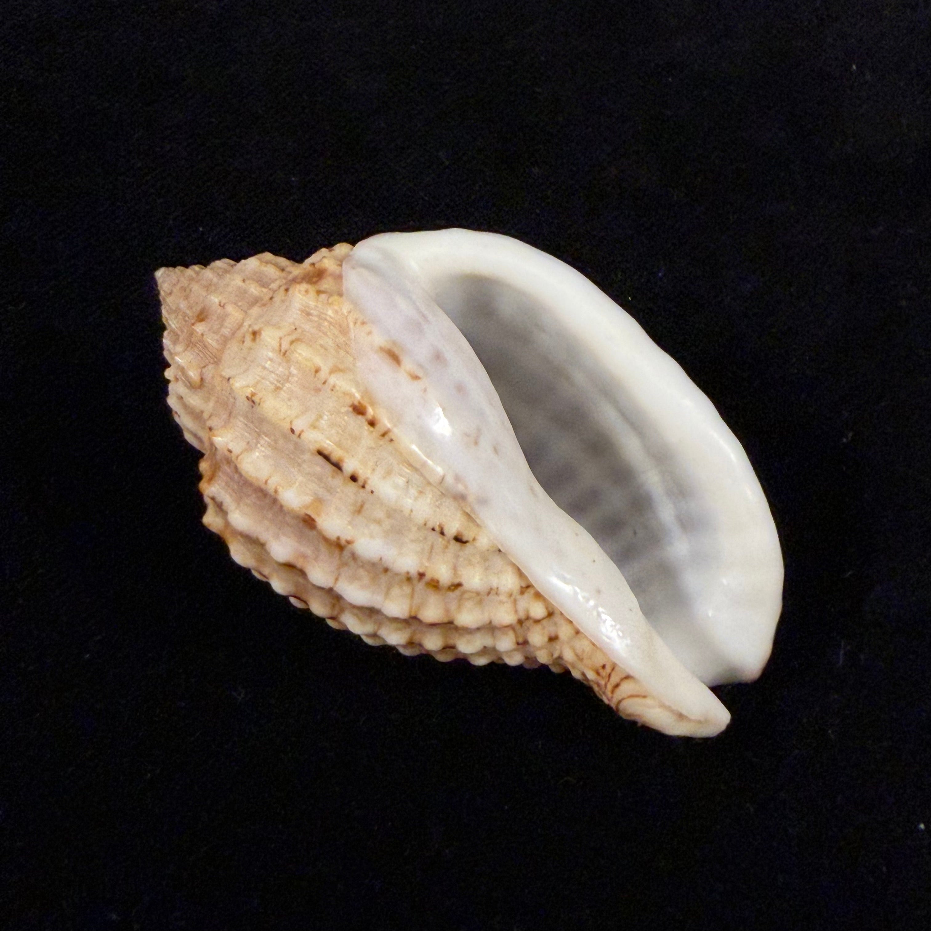 Morum teramachii Kuroda & T. Habe, 1961 - 59,1mm