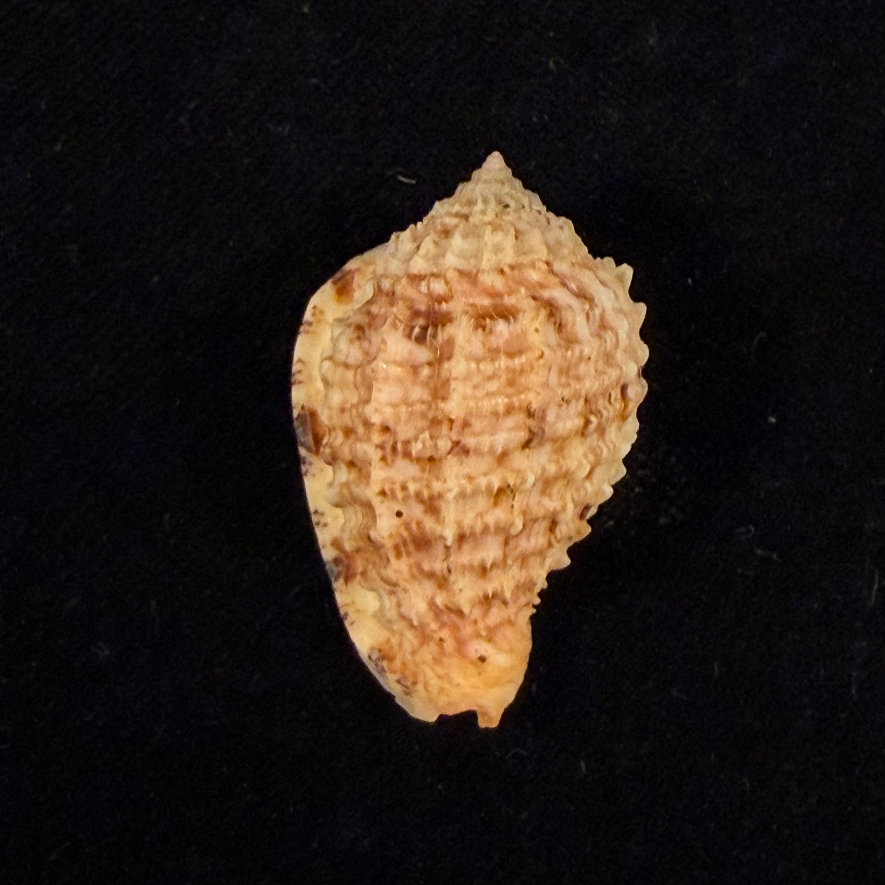 Morum joelgreenei W. K. Emerson, 1981 - 36,1mm