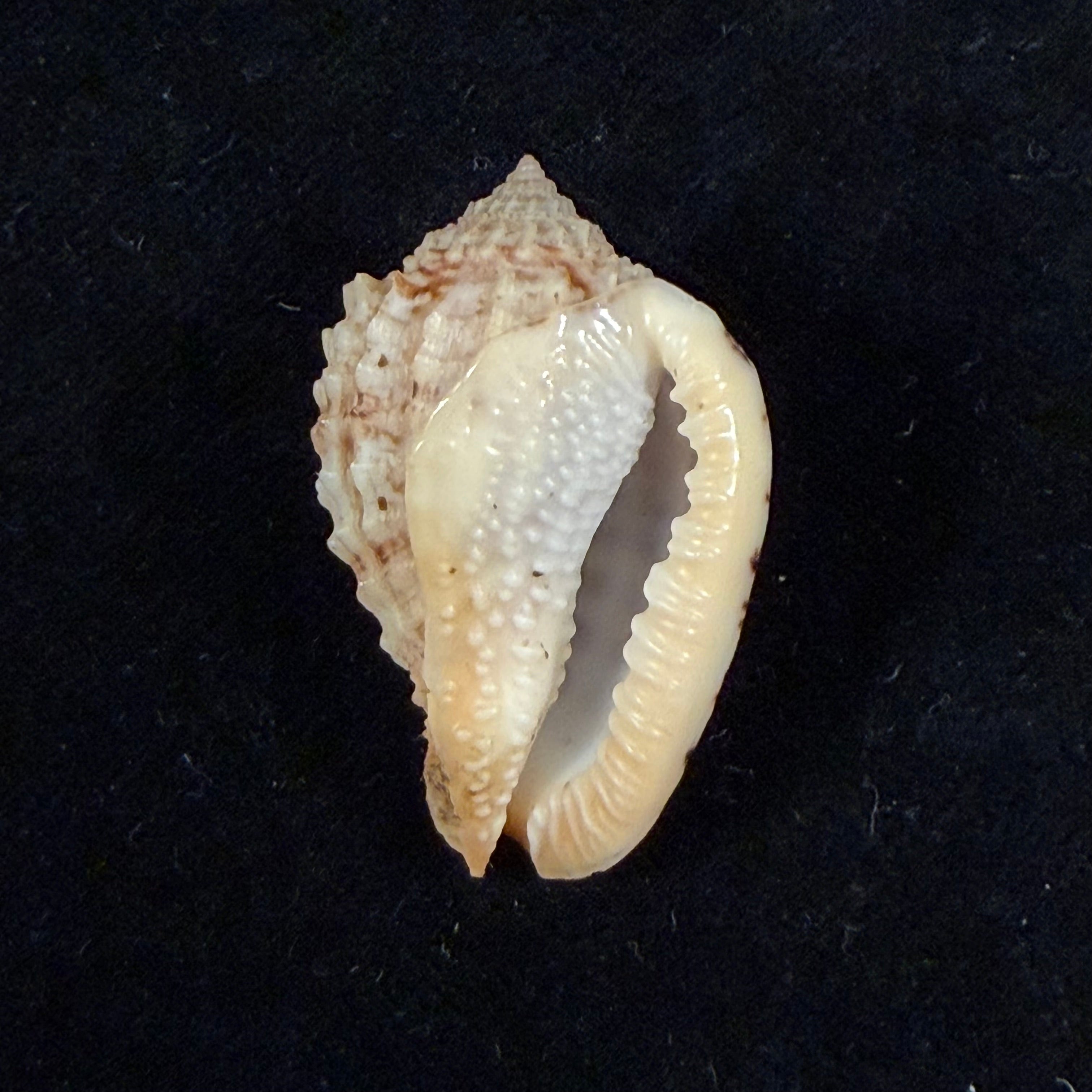 Morum joelgreenei W. K. Emerson, 1981 - 36,1mm