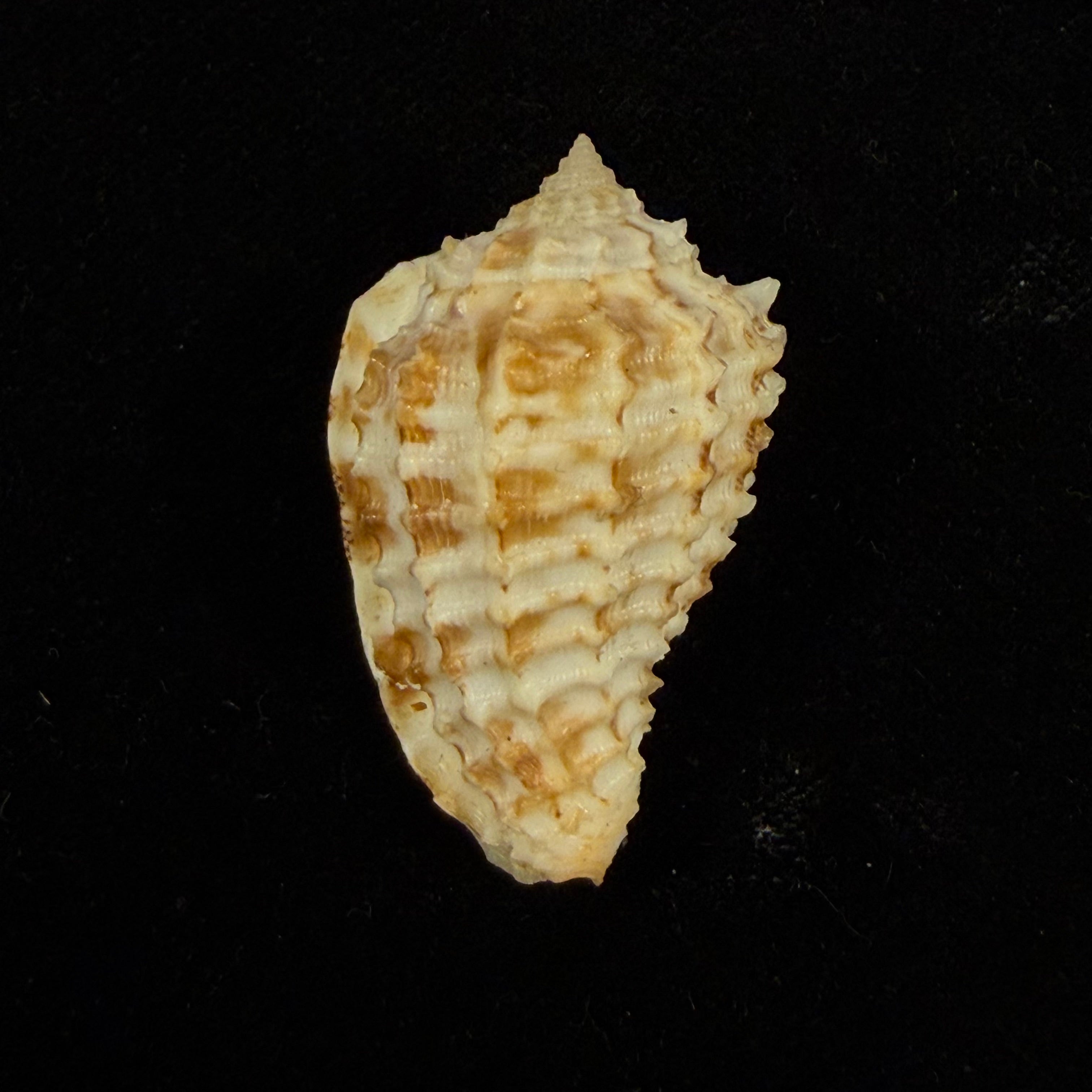 Morum ninomiyai W. K. Emerson, 1986 - 40,1mm