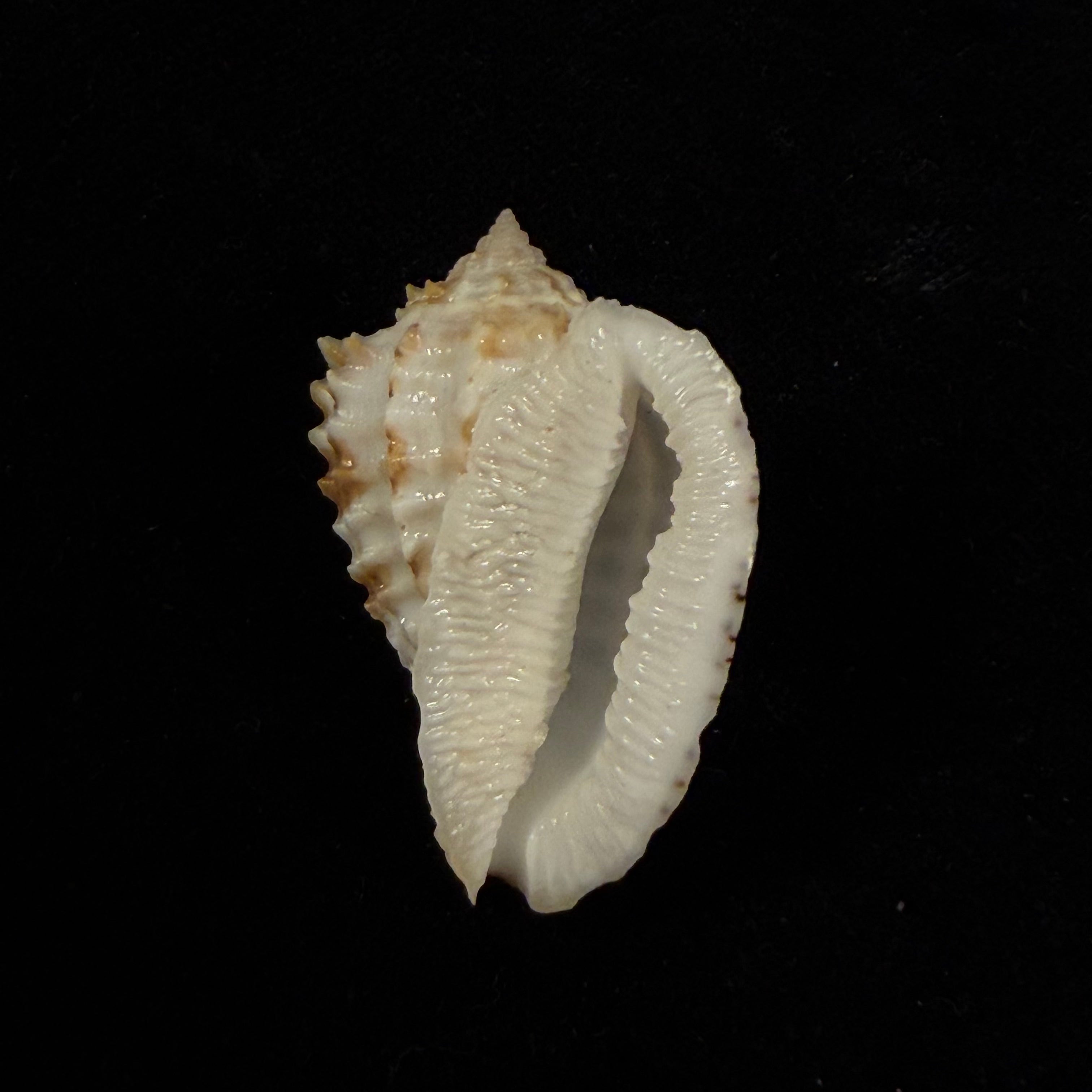 Morum ninomiyai W. K. Emerson, 1986 - 40,1mm
