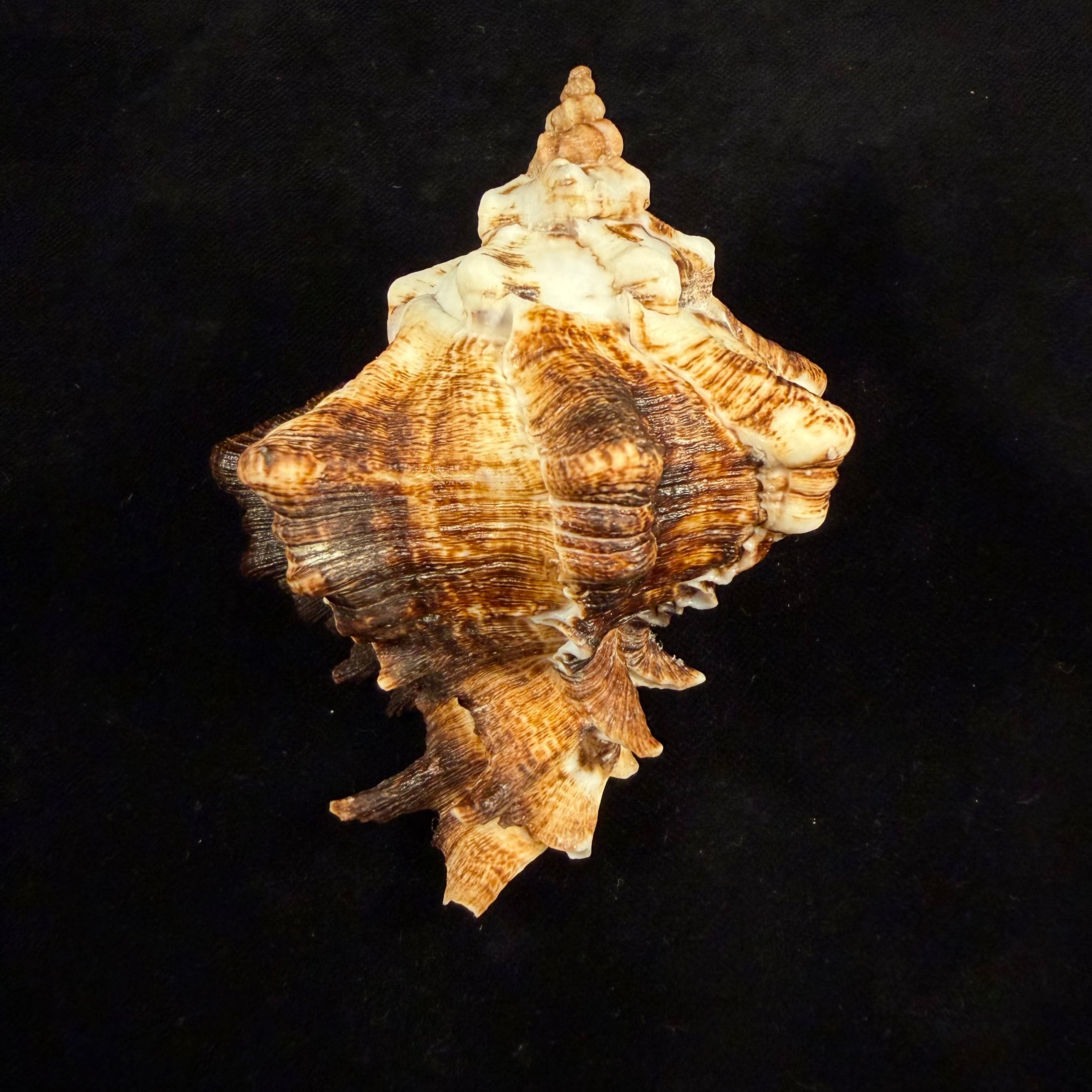 Hexaplex kuesterianus (Tapparone Canefri, 1875) - 99,6mm