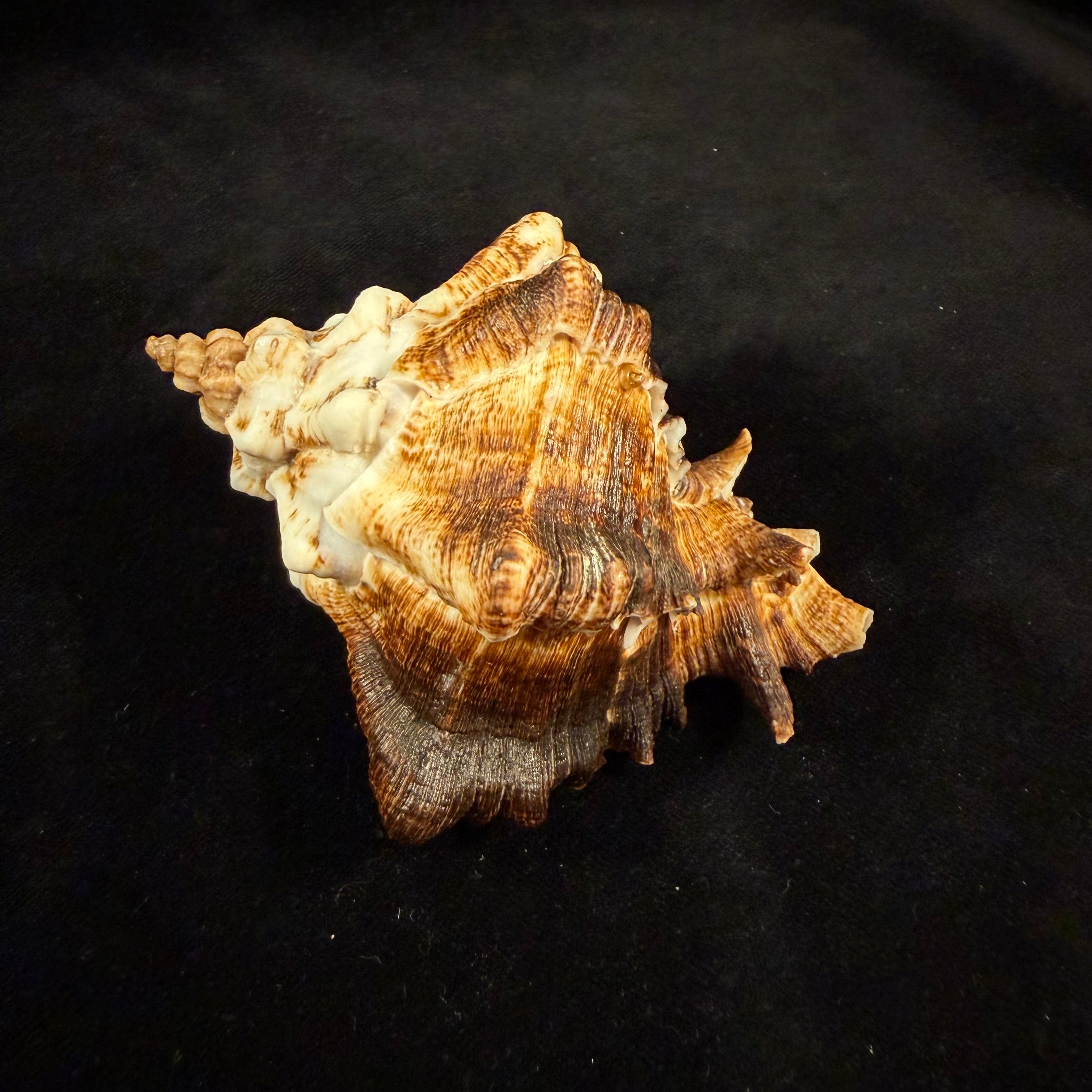 Hexaplex kuesterianus (Tapparone Canefri, 1875) - 99,6mm