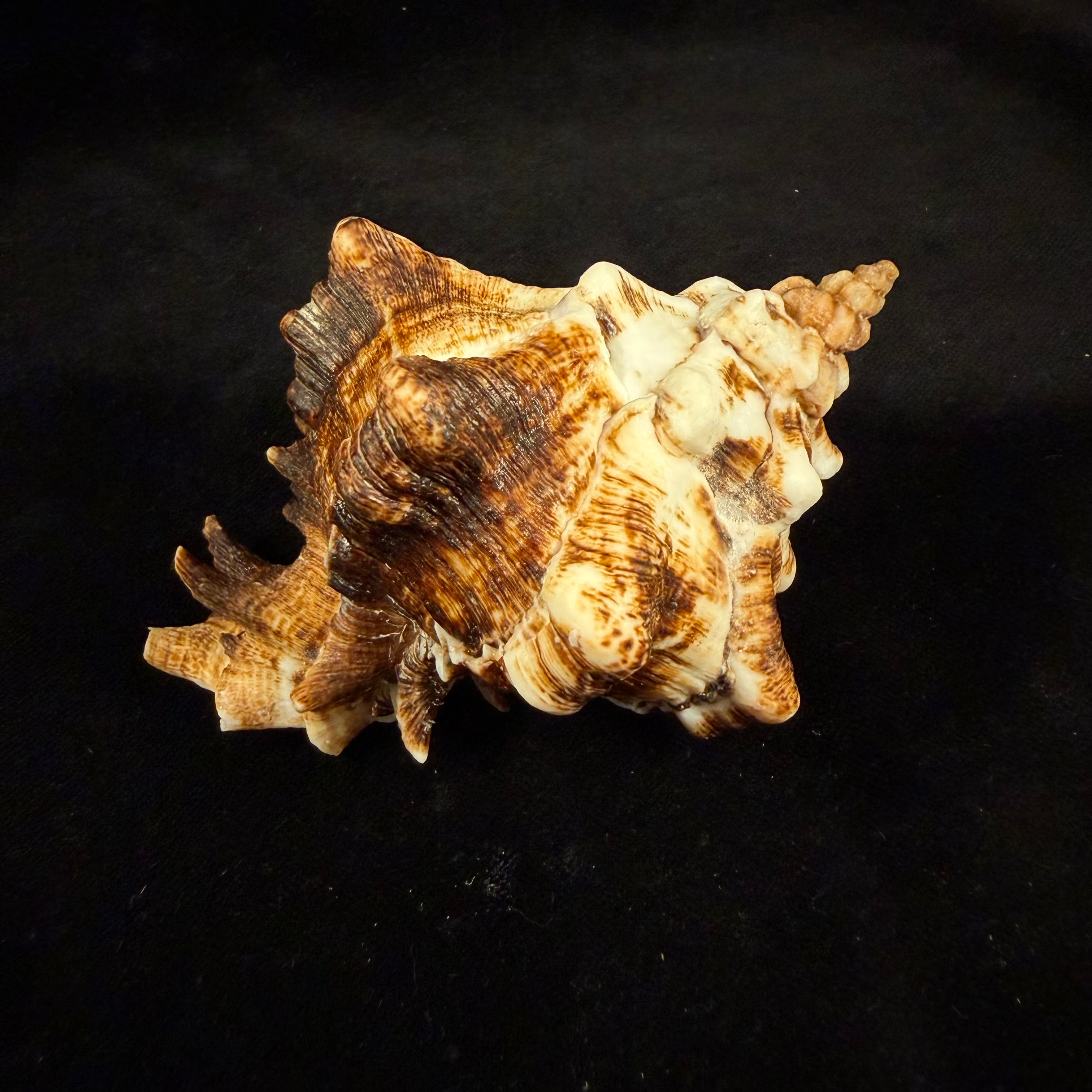 Hexaplex kuesterianus (Tapparone Canefri, 1875) - 99,6mm