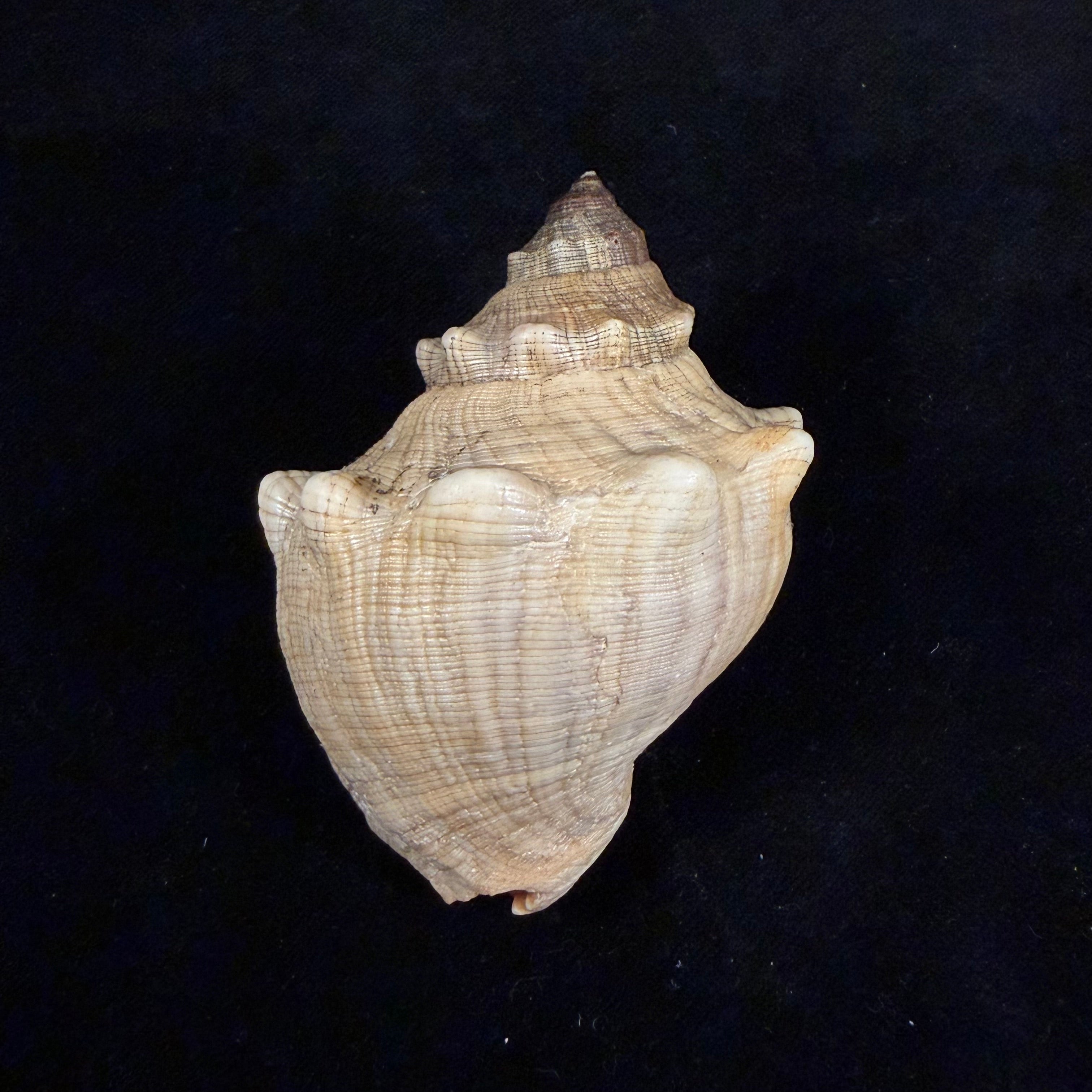 Stramonita haemastoma (Linnaeus, 1767) - 80,1mm