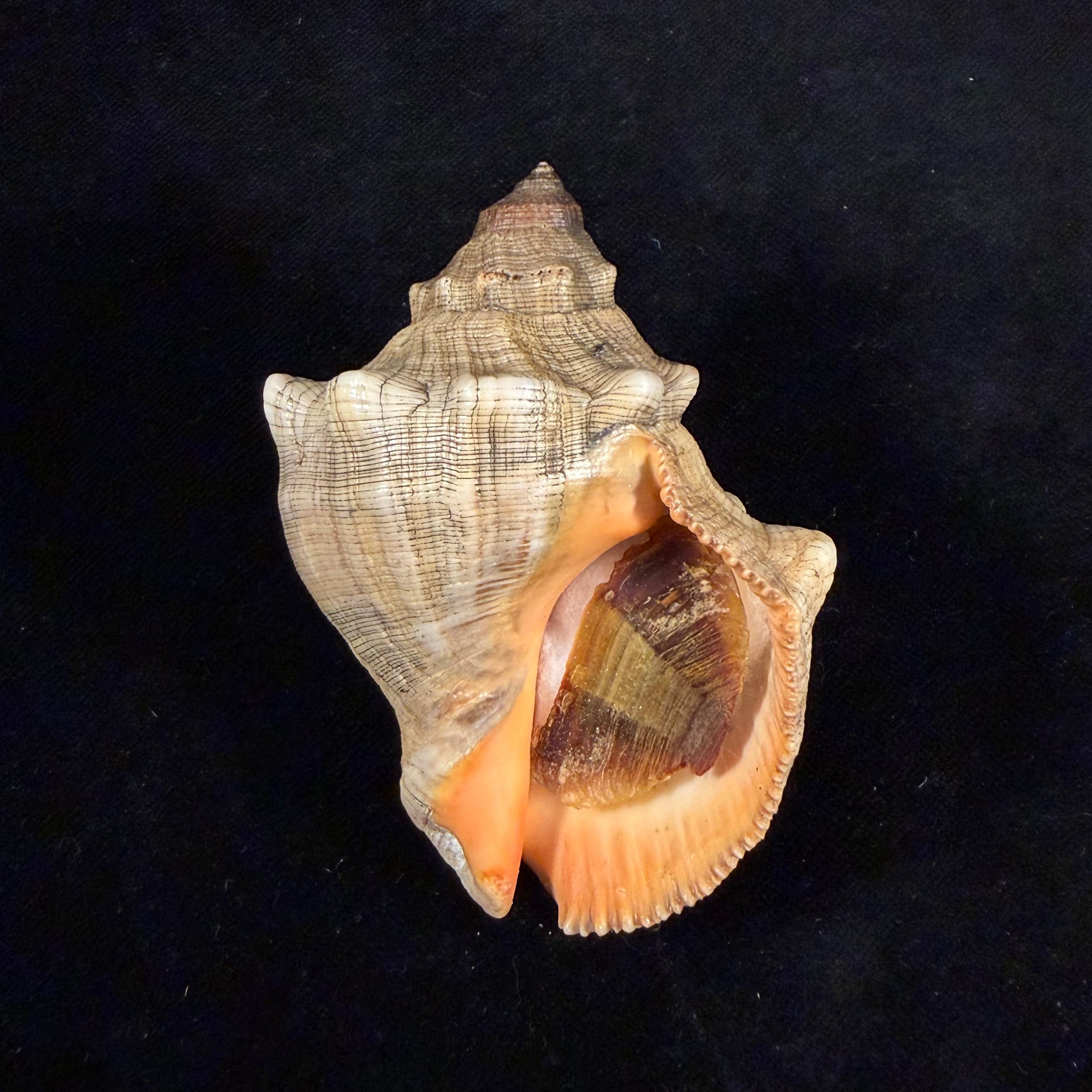 Stramonita haemastoma (Linnaeus, 1767) - 80,1mm