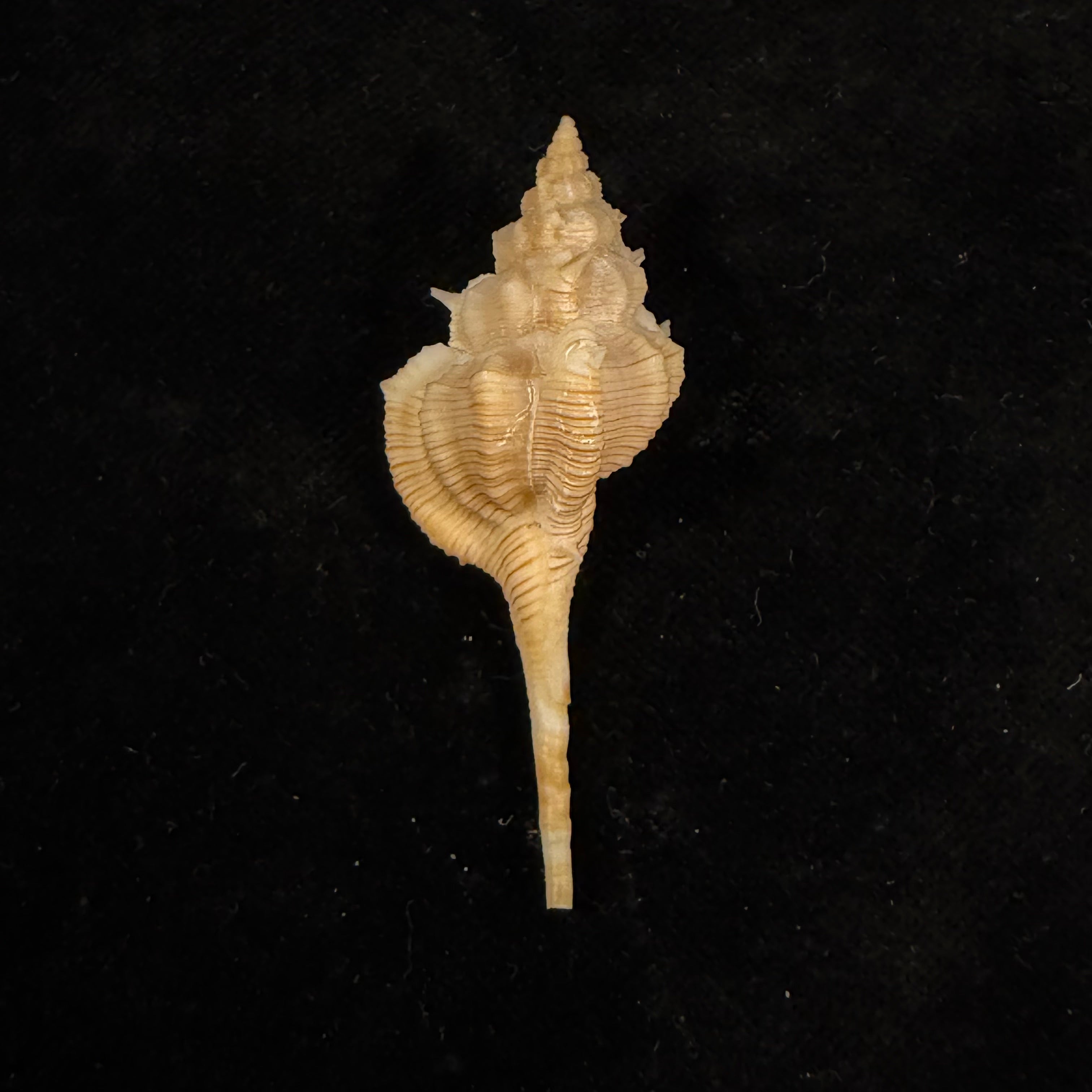 Vokesimurex gallinago fernandesi (Houart, 1990) - 56,5mm