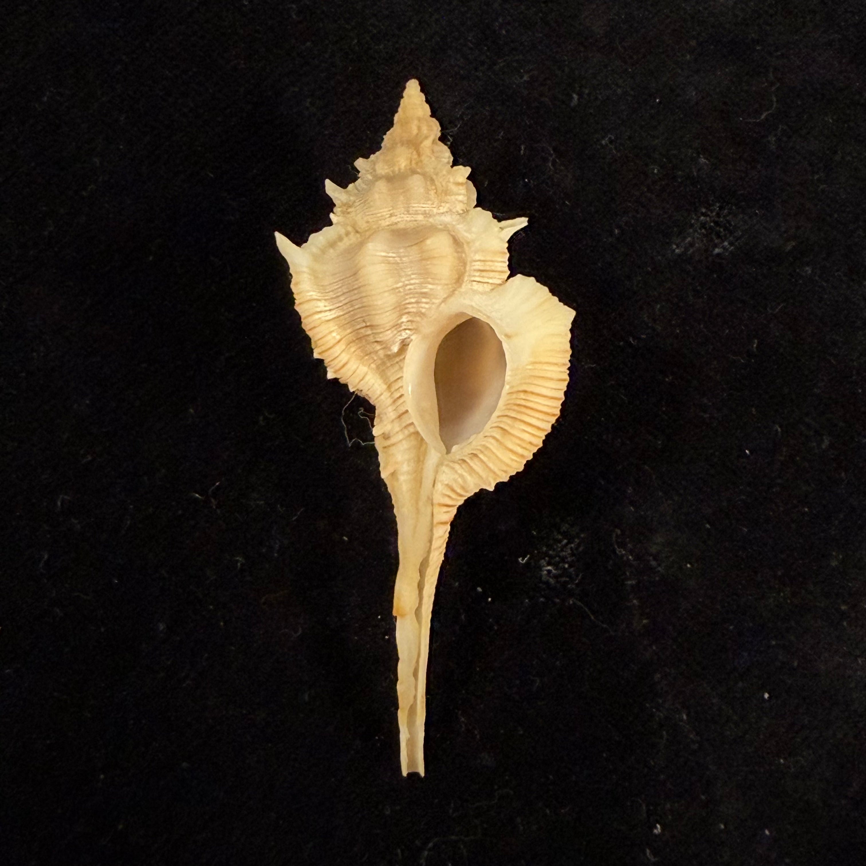 Vokesimurex gallinago fernandesi (Houart, 1990) - 56,5mm