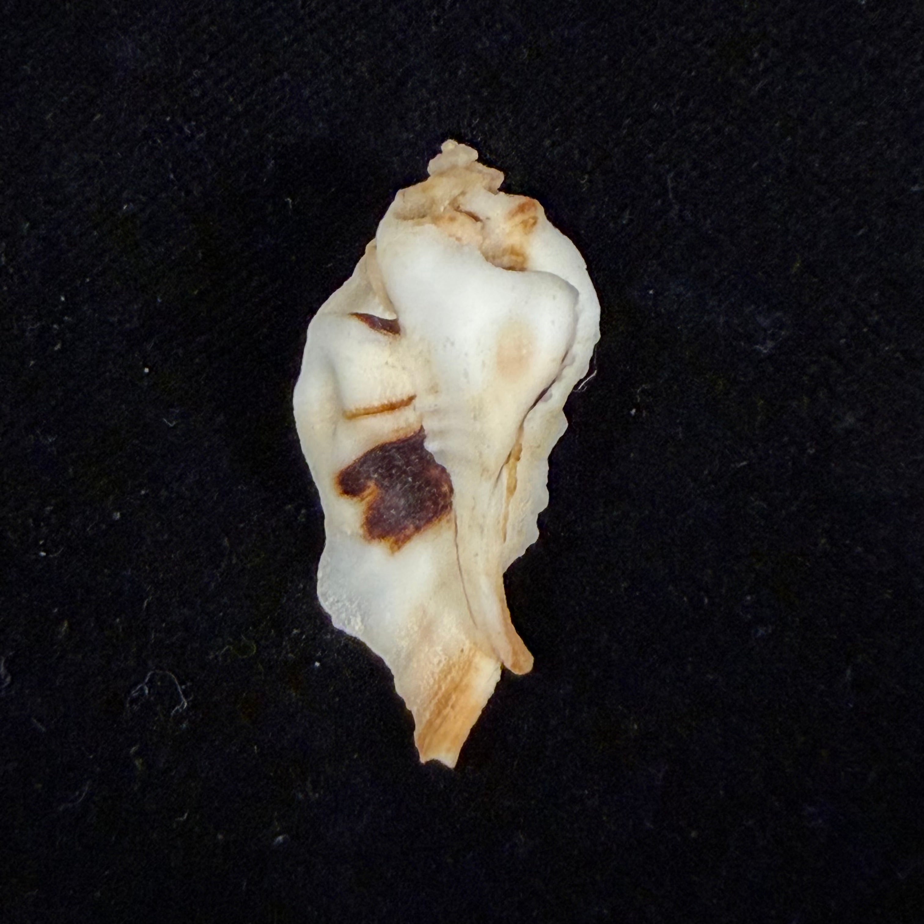 Jaton sinespina Vermeij & Houart, 1996 - 32,5mm