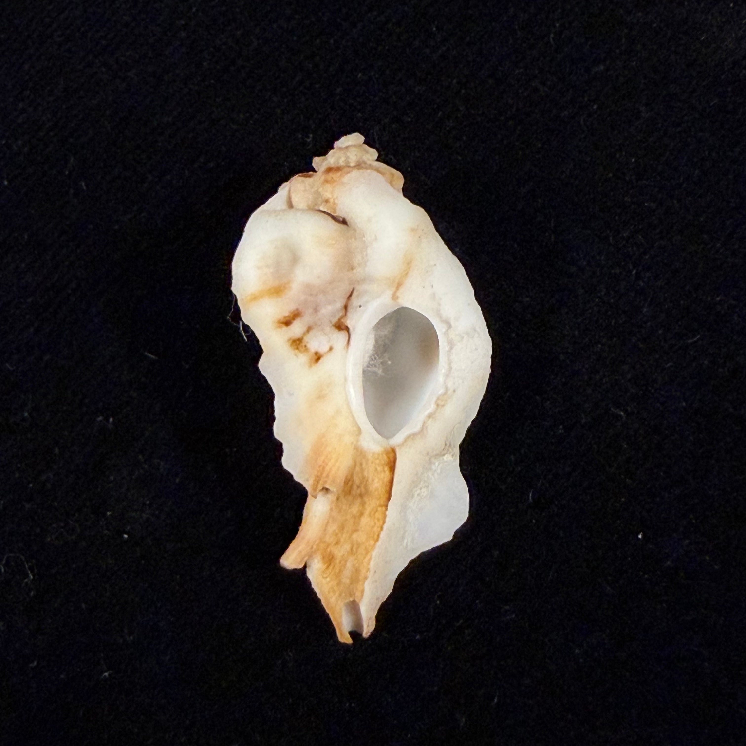Jaton sinespina Vermeij & Houart, 1996 - 32,5mm