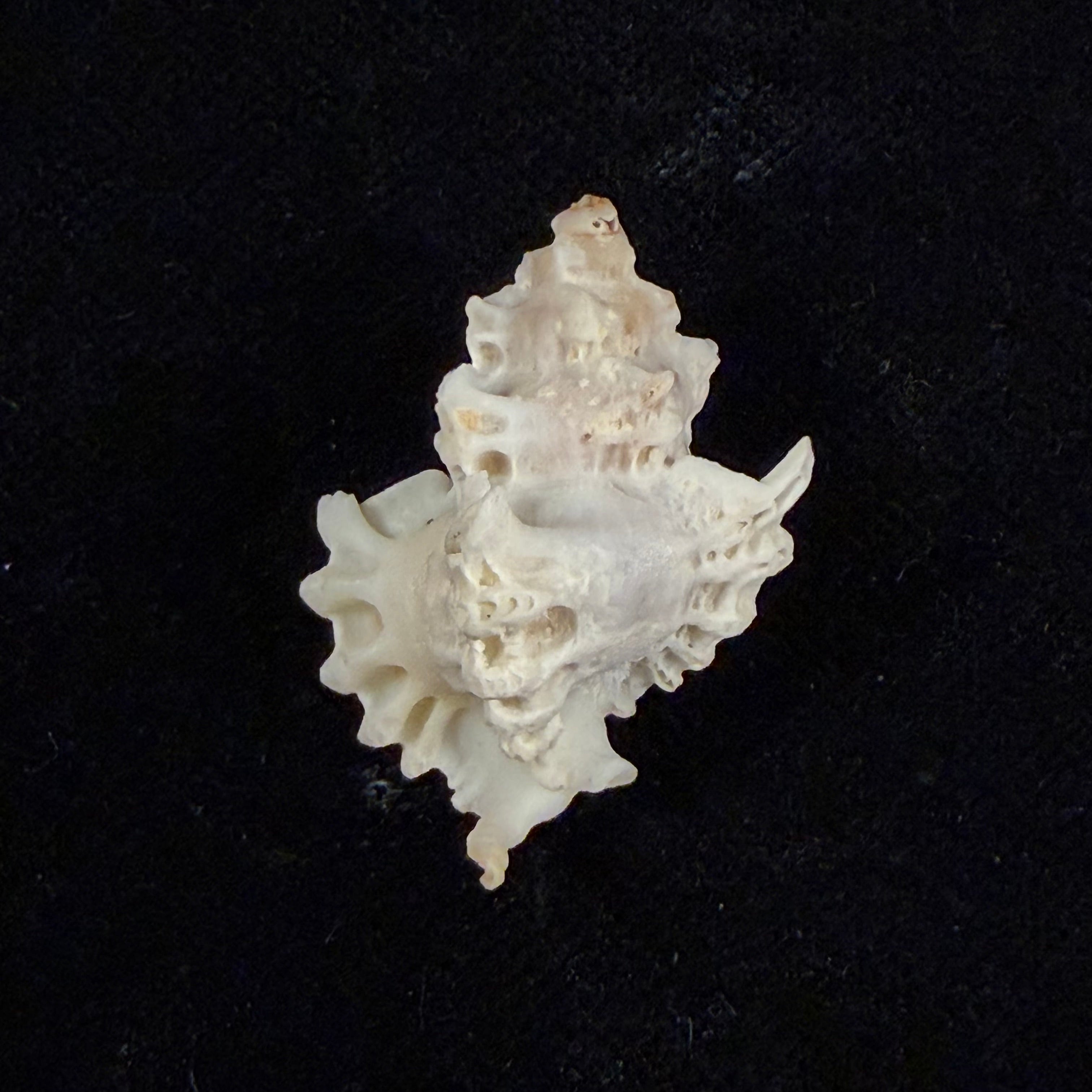 Favartia brevicula (G. B. Sowerby II, 1834) - 27,9mm