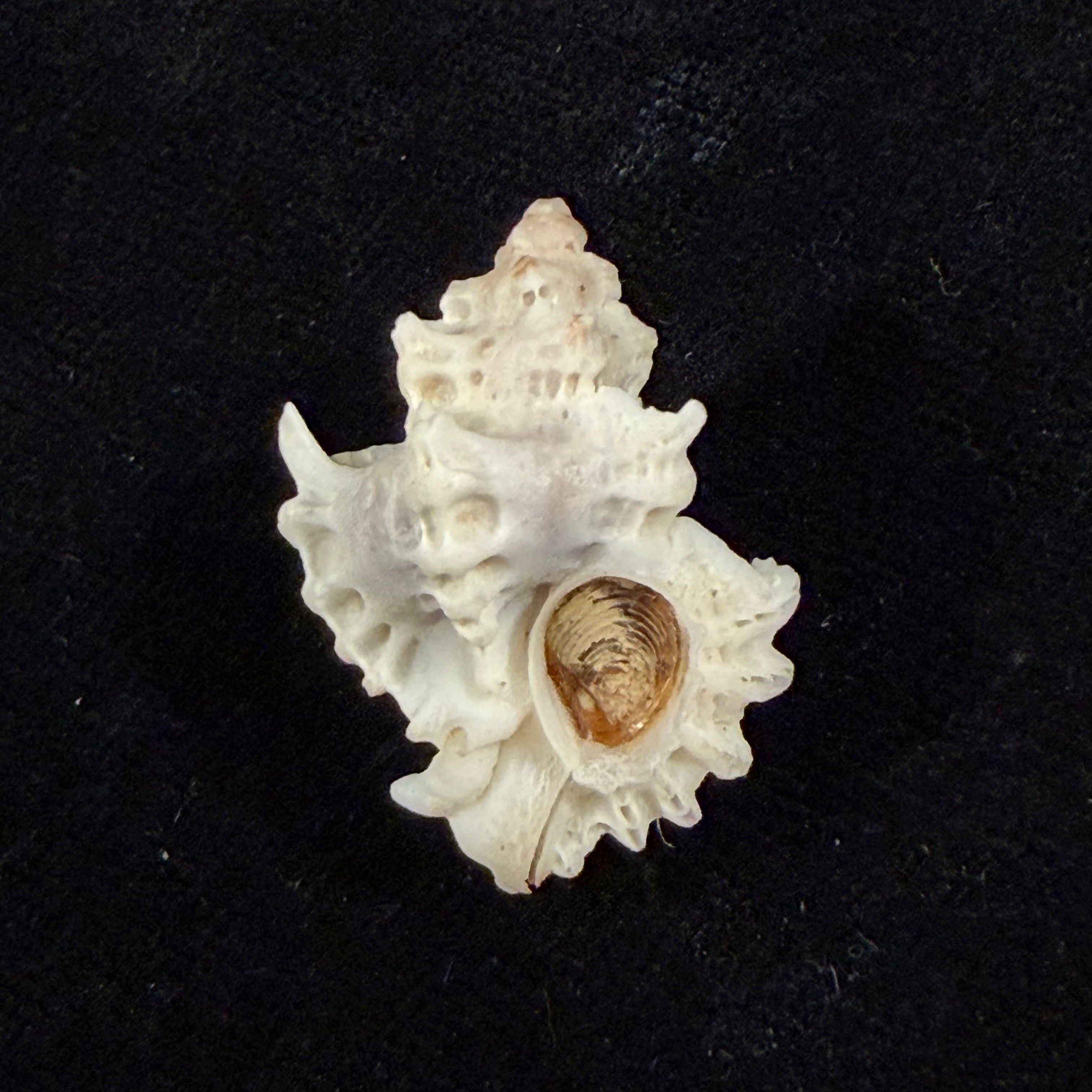 Favartia brevicula (G. B. Sowerby II, 1834) - 27,9mm