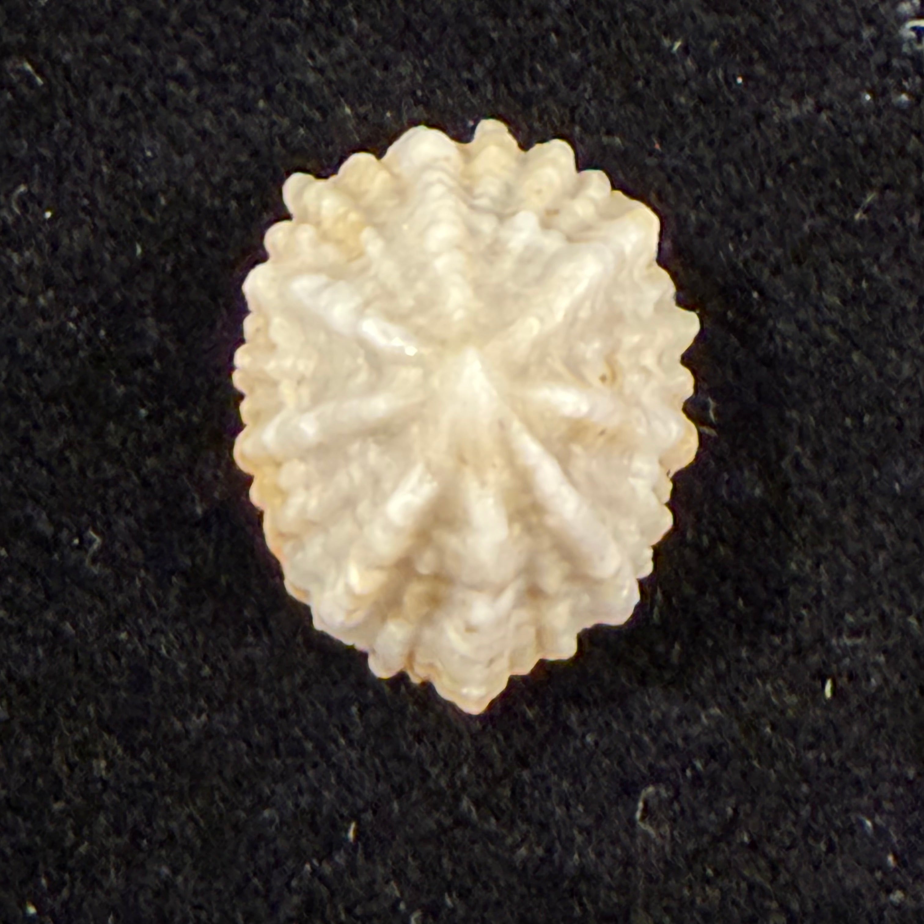 Hemitoma octoradiata (Gmelin, 1795) - 18,6mm