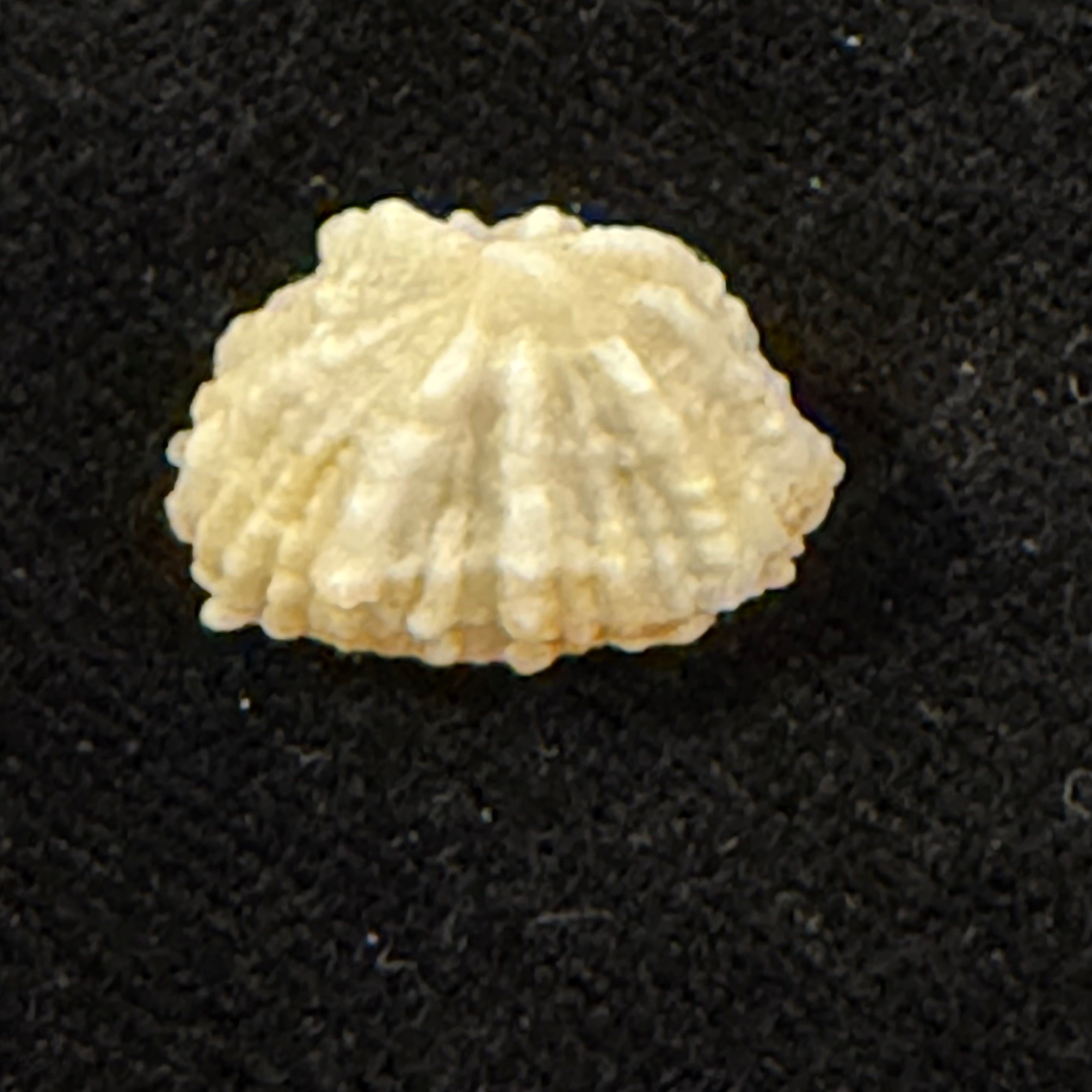 Hemitoma octoradiata (Gmelin, 1795) - 18,6mm