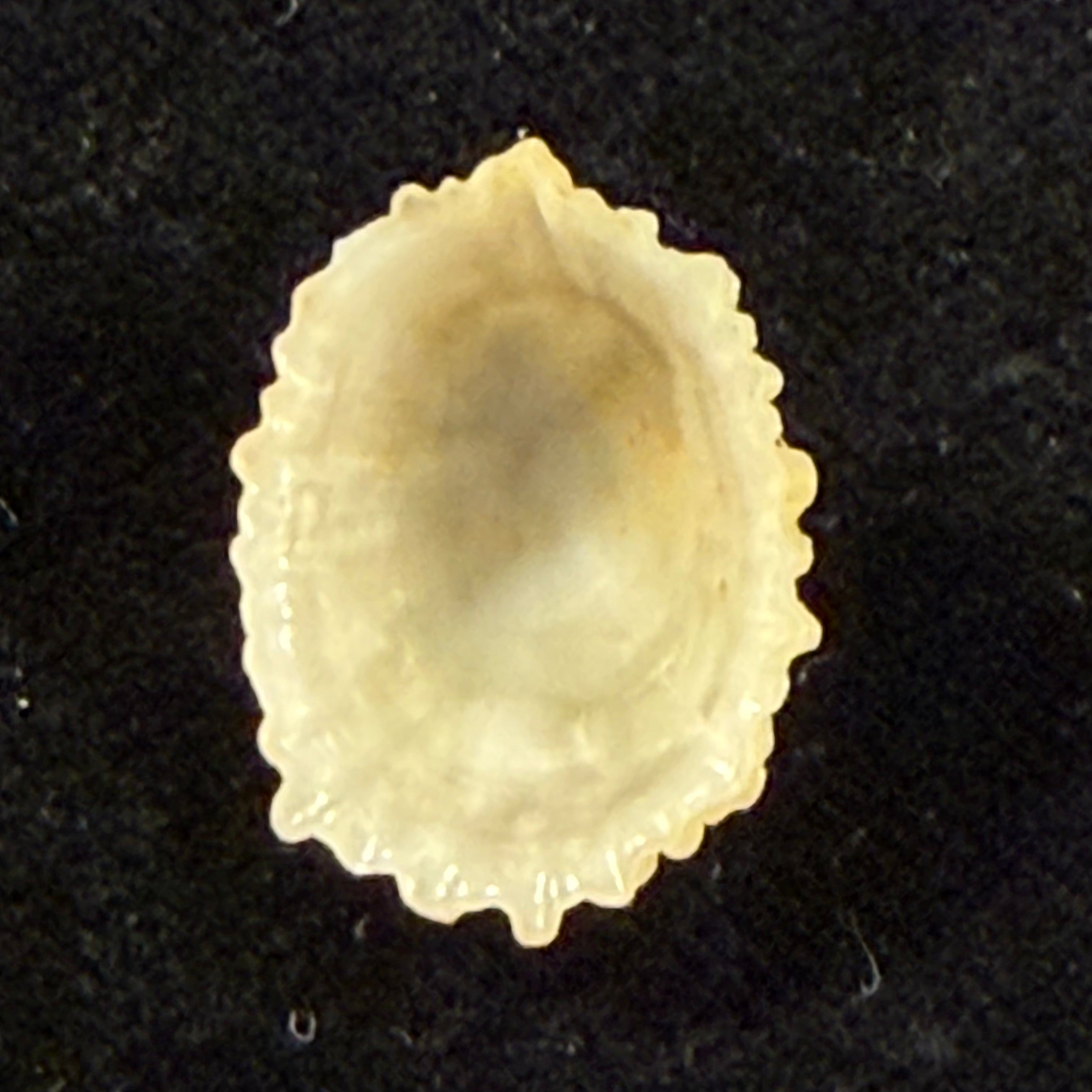 Hemitoma octoradiata (Gmelin, 1795) - 18,6mm
