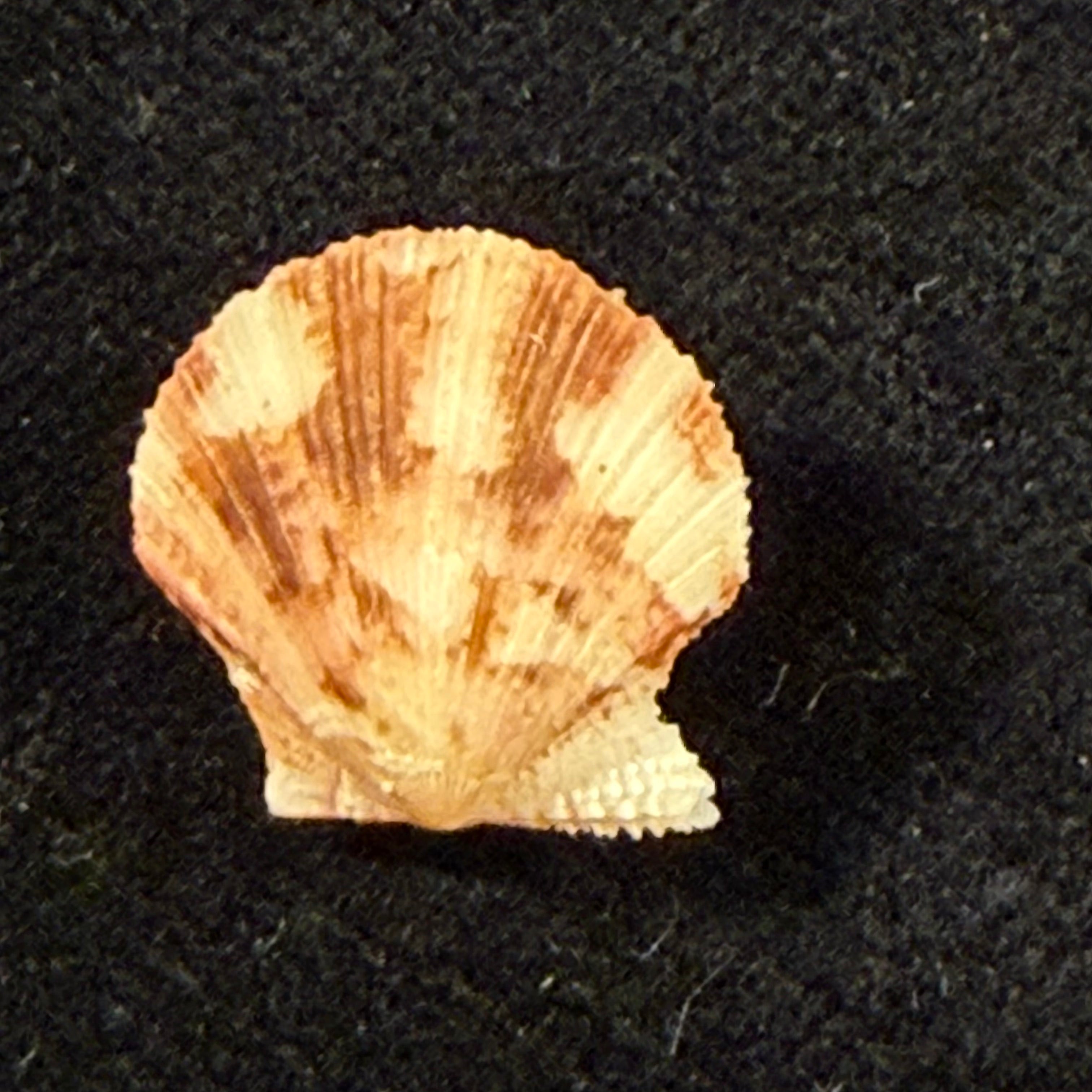 Cryptopecten nux (Reeve, 1853) - 14mm