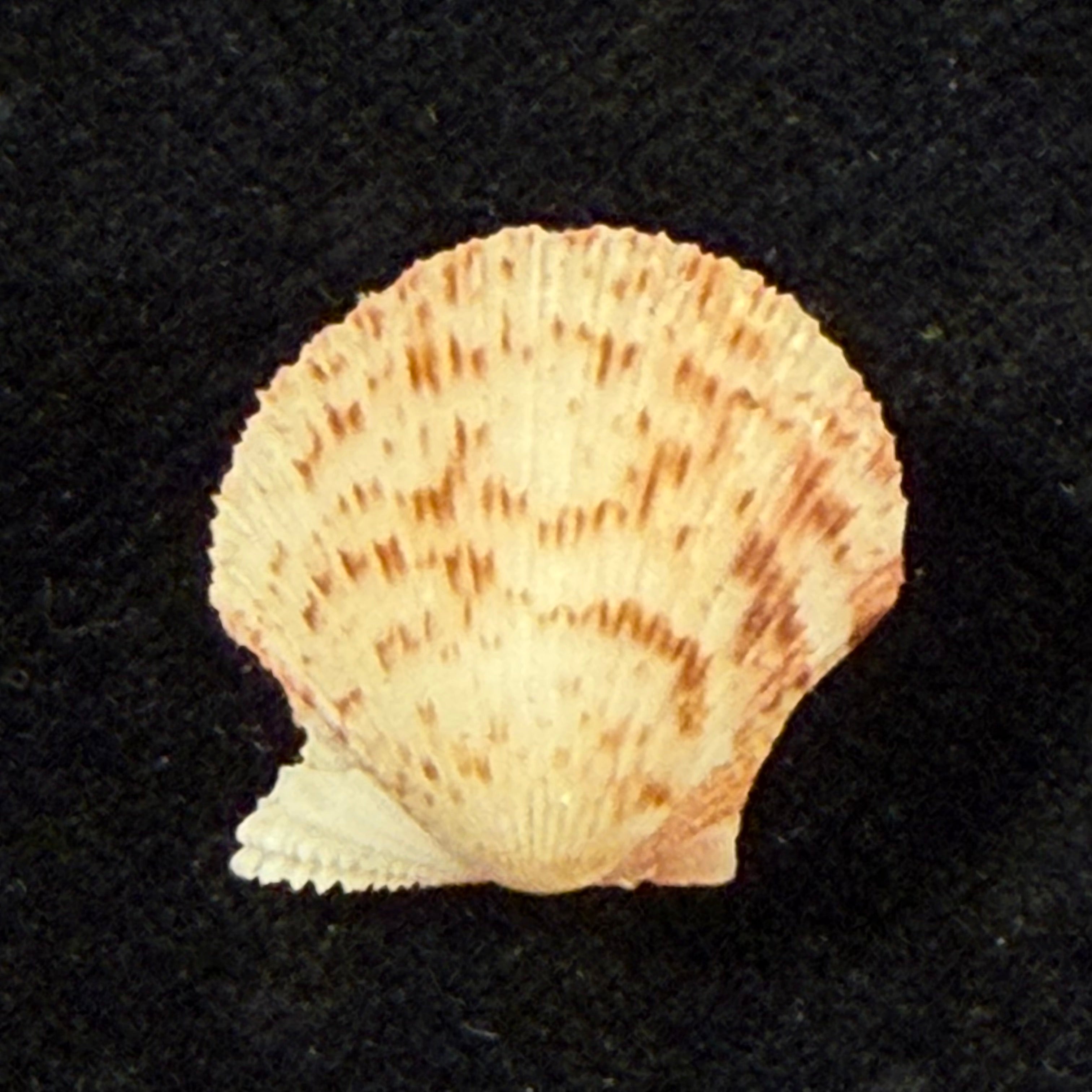 Cryptopecten nux (Reeve, 1853) - 14mm