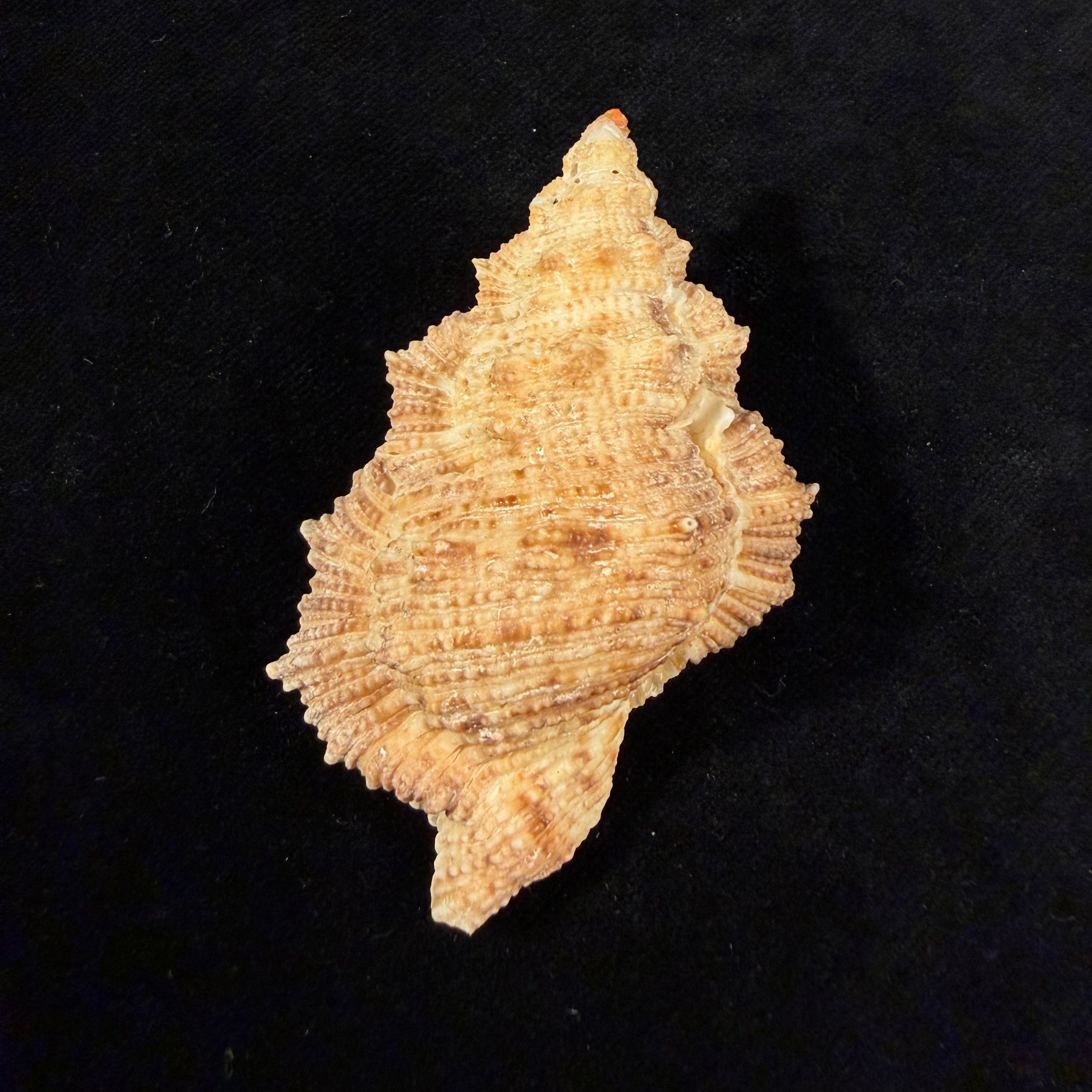 Bursina nobilis (Reeve, 1844) - 70,7mm