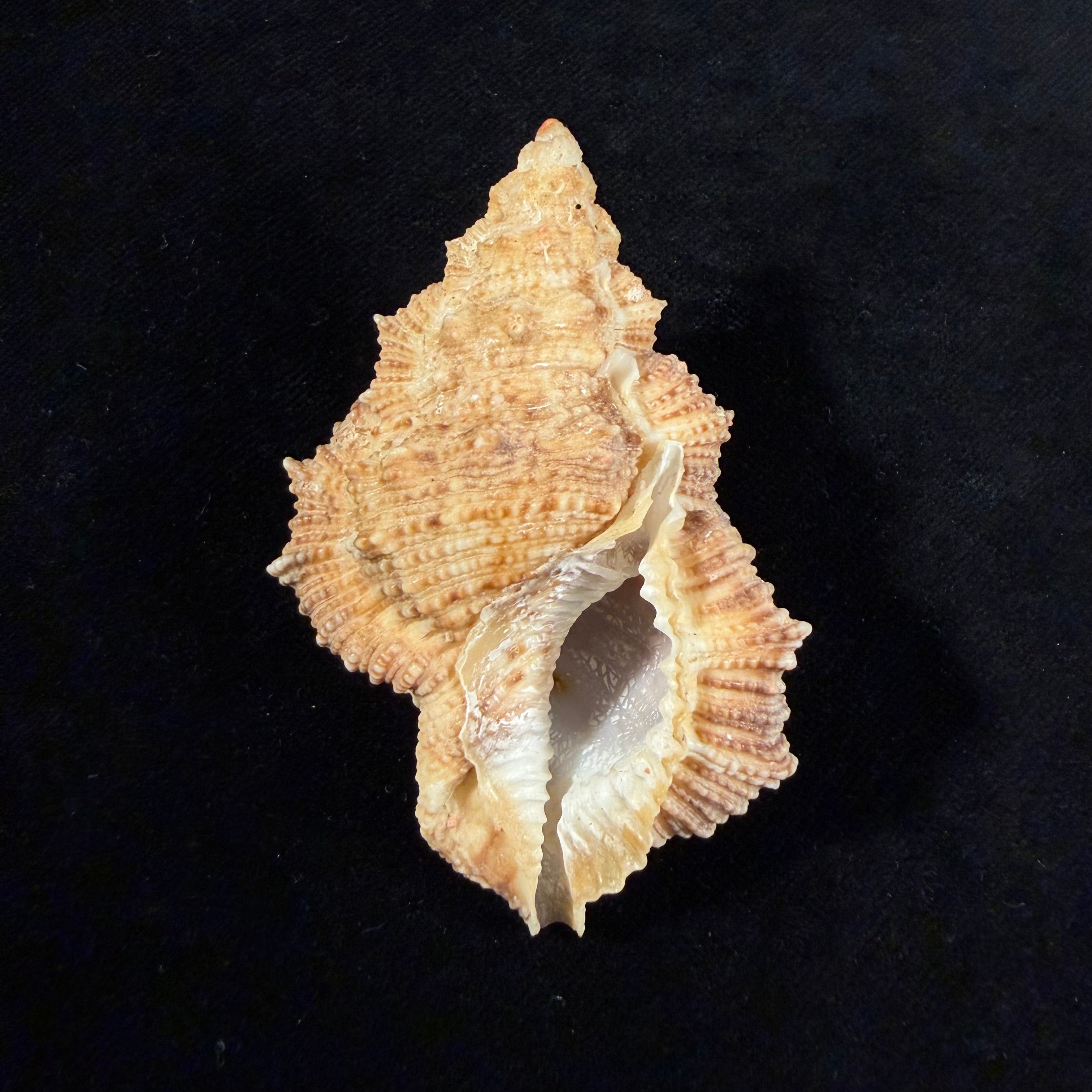 Bursina nobilis (Reeve, 1844) - 70,7mm