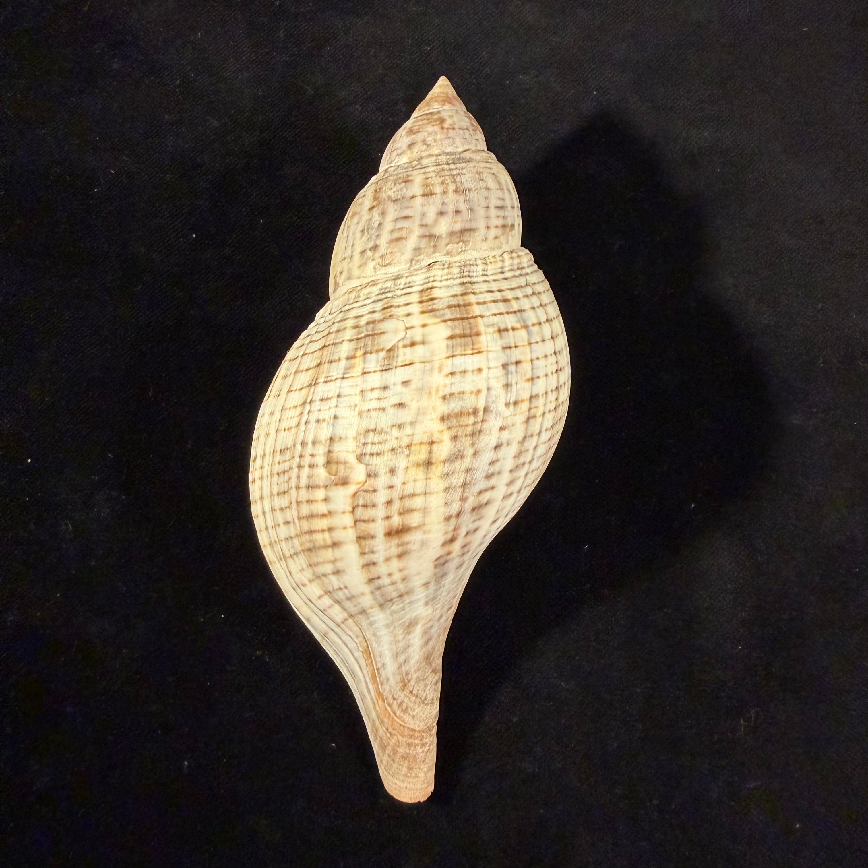 Fasciolaria tulipa (Linnaeus, 1758) - 137,6mm