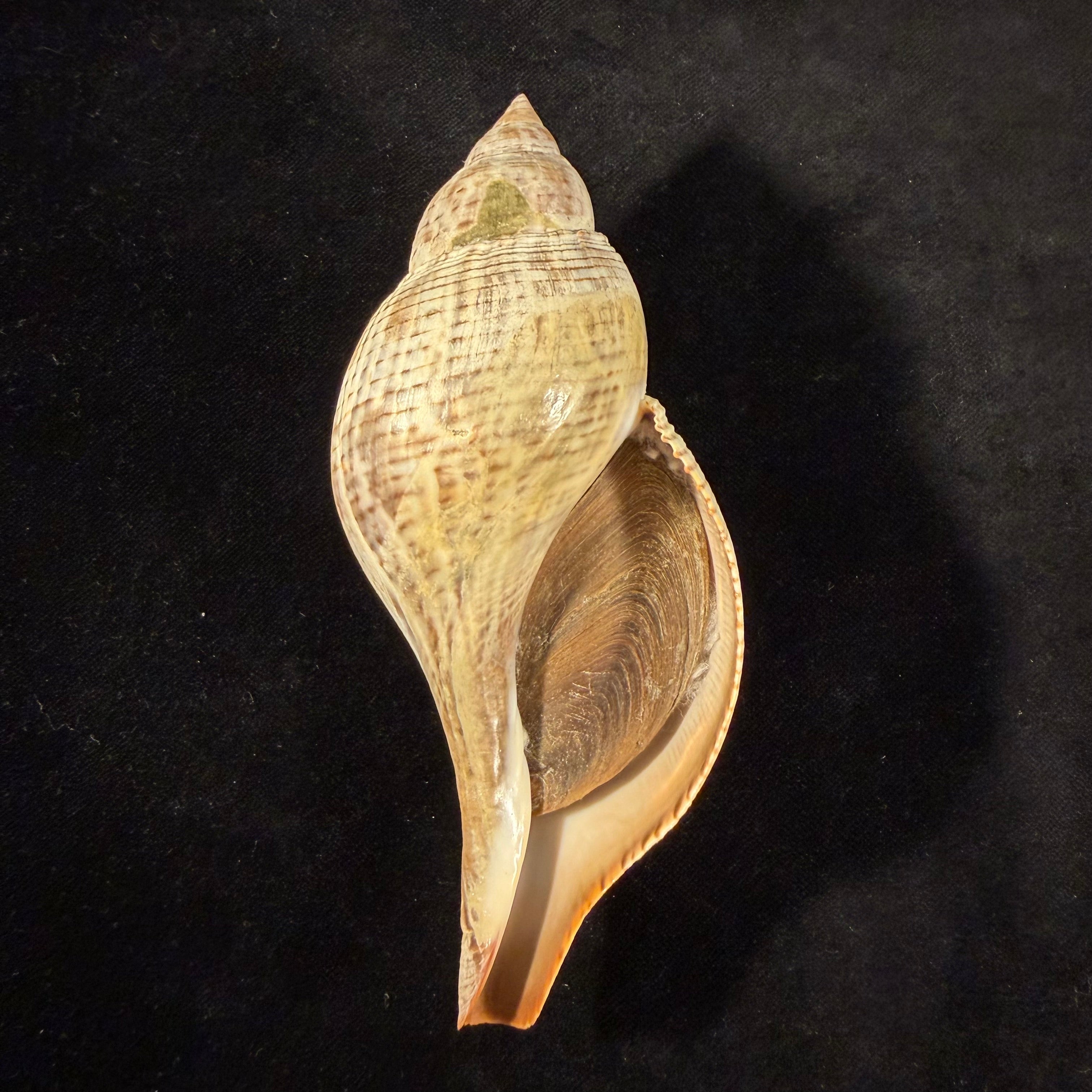 Fasciolaria tulipa (Linnaeus, 1758) - 137,6mm