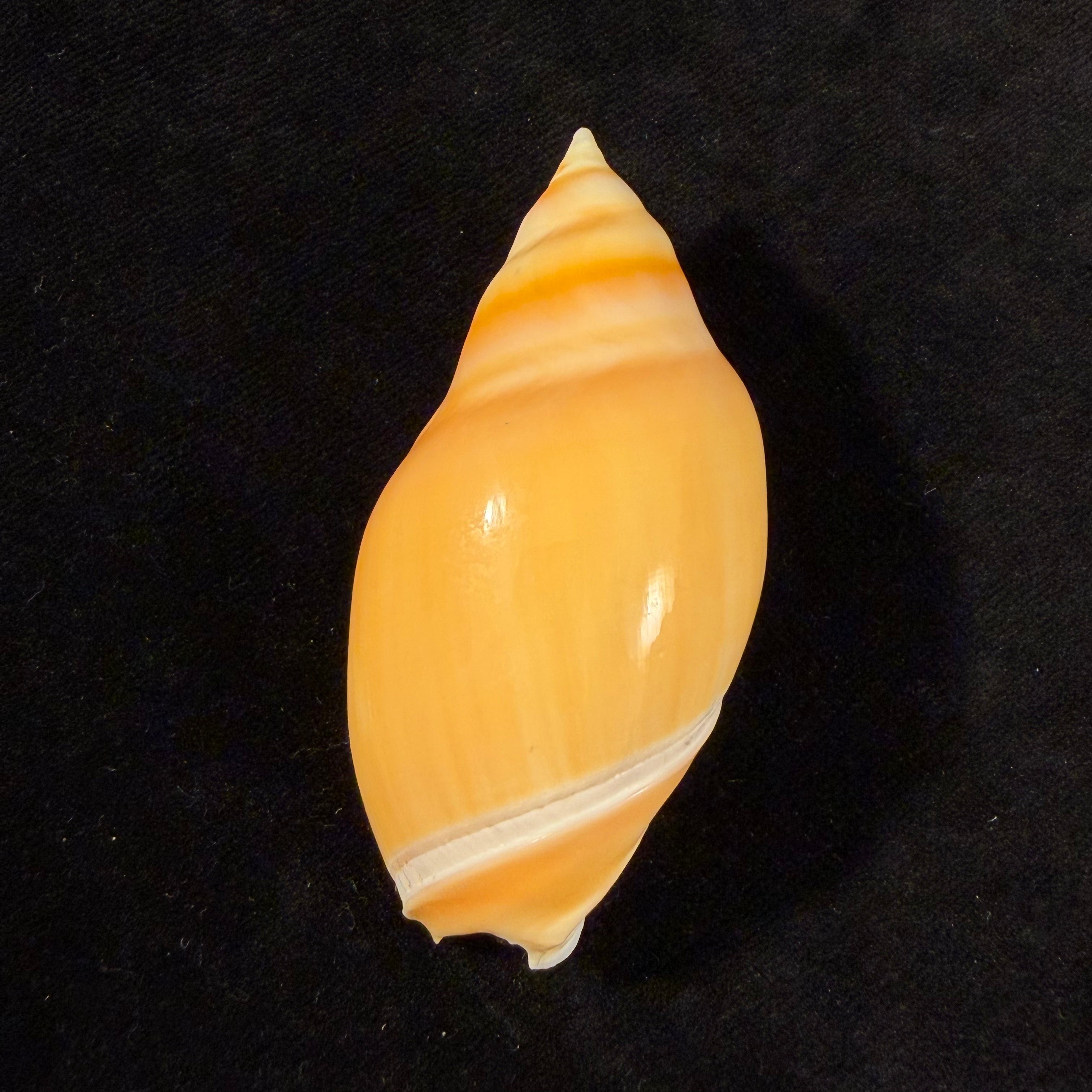 Eburna glabrata (Linnaeus, 1758) - 69,6mm