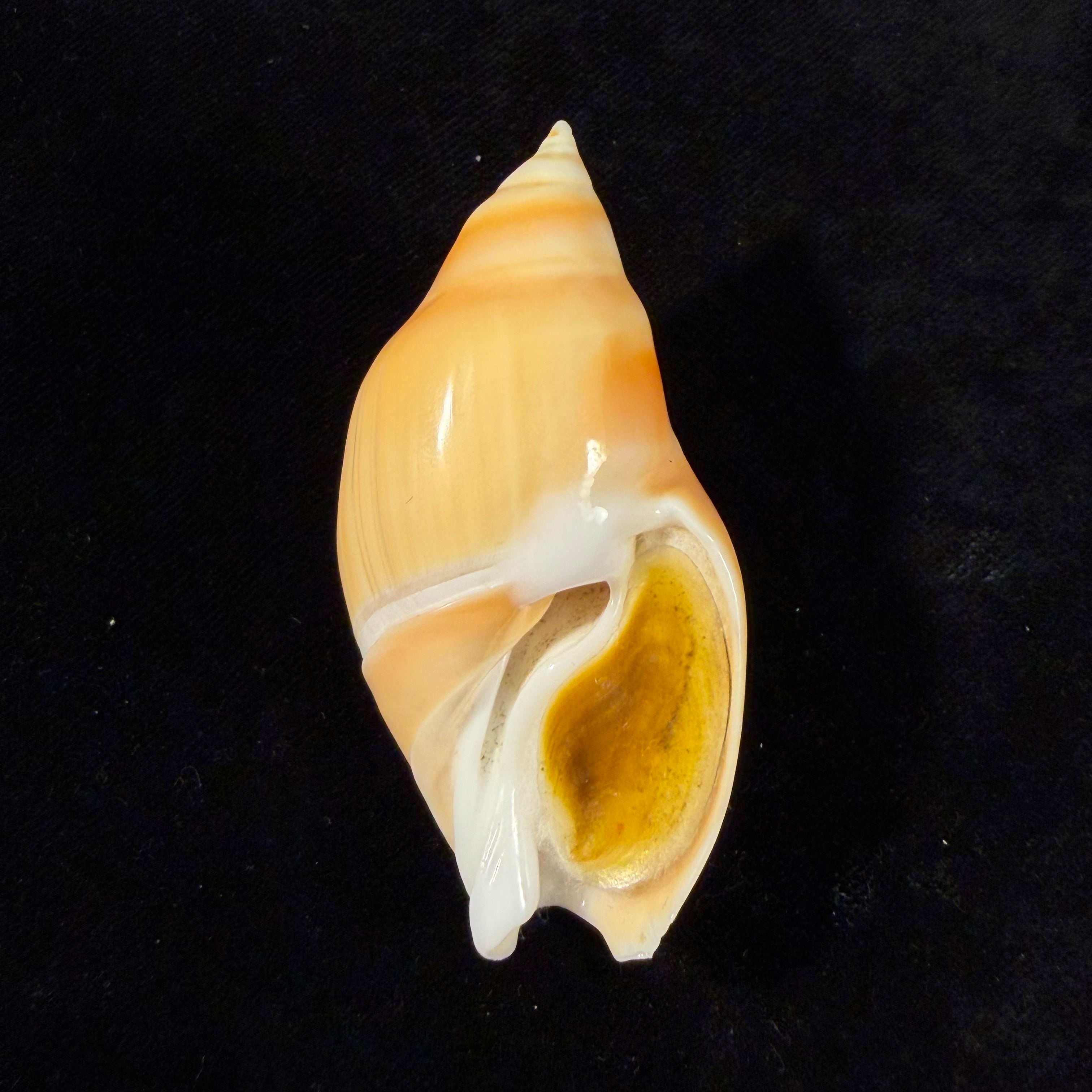 Eburna glabrata (Linnaeus, 1758) - 69,6mm