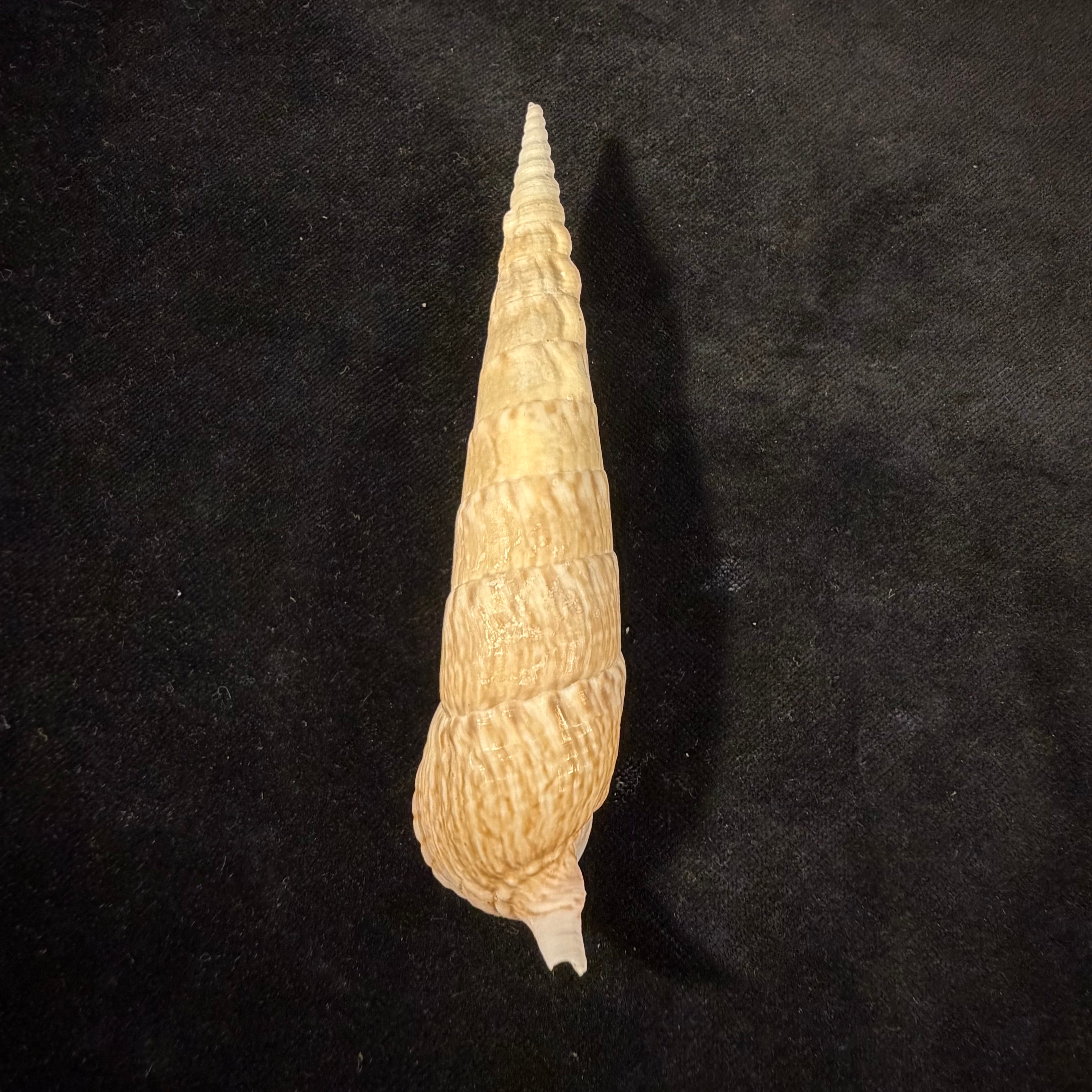 Pseudovertagus nobilis (Reeve, 1848) - 121,5mm
