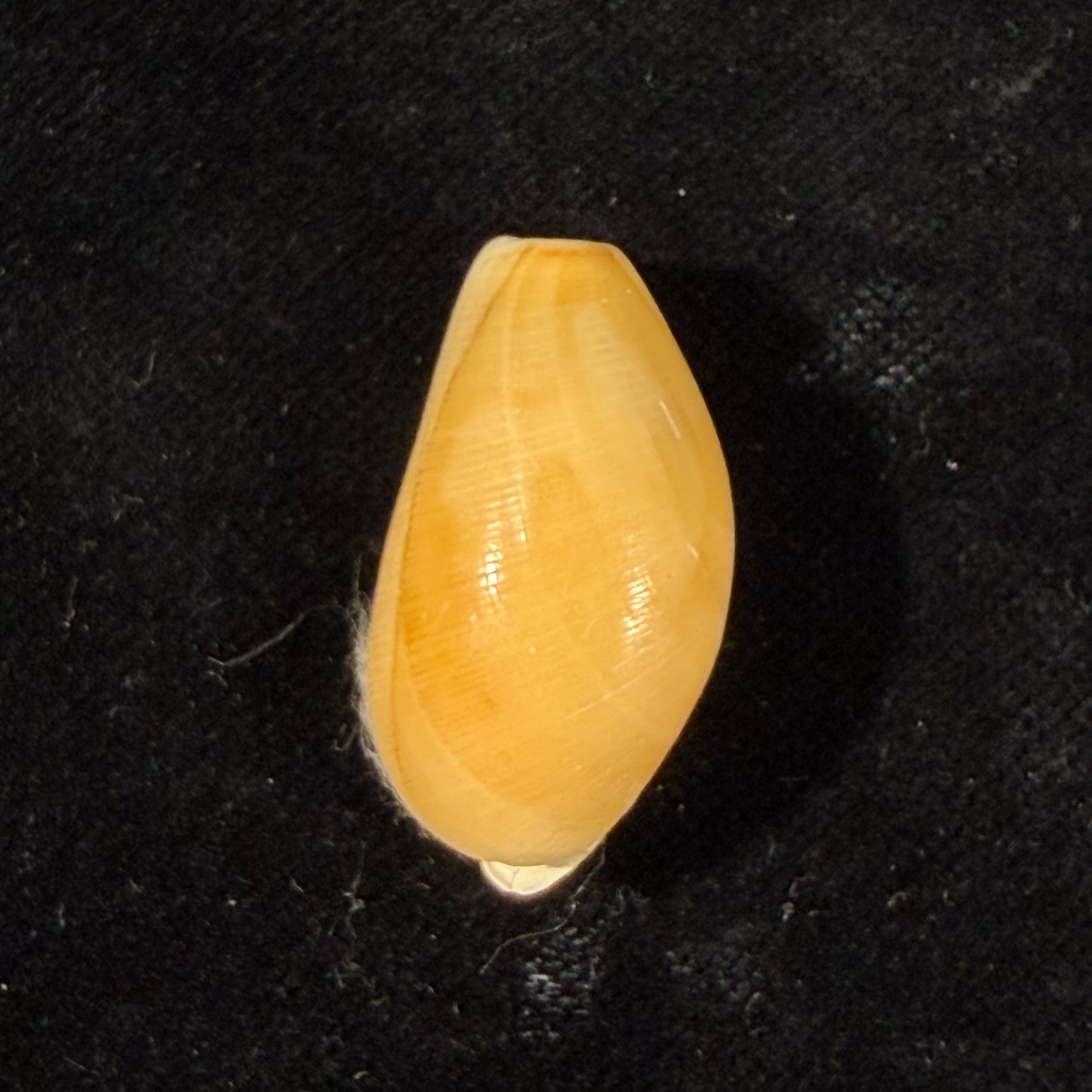 Scaphander cf. lignarius (Linnaeus, 1758) - 28,4mm