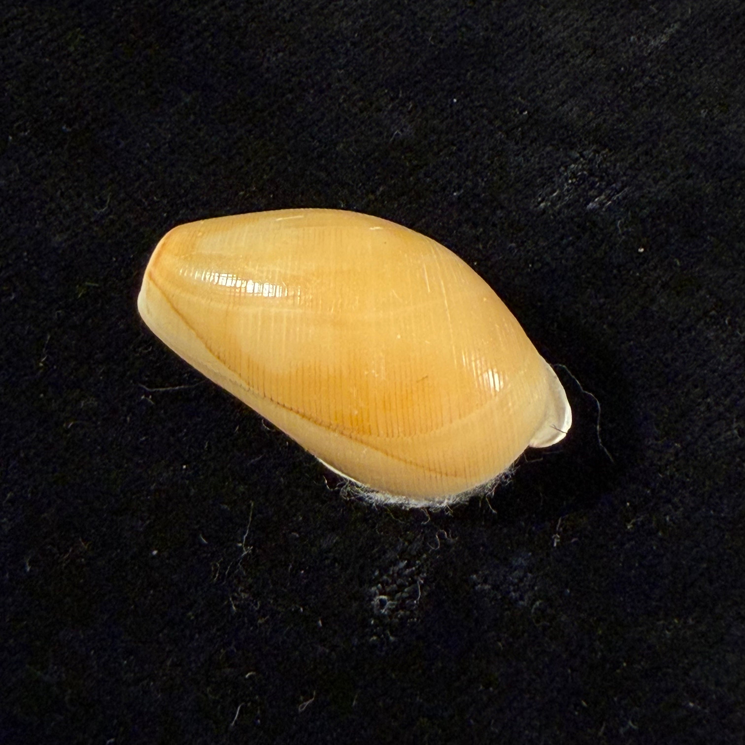 Scaphander cf. lignarius (Linnaeus, 1758) - 28,4mm