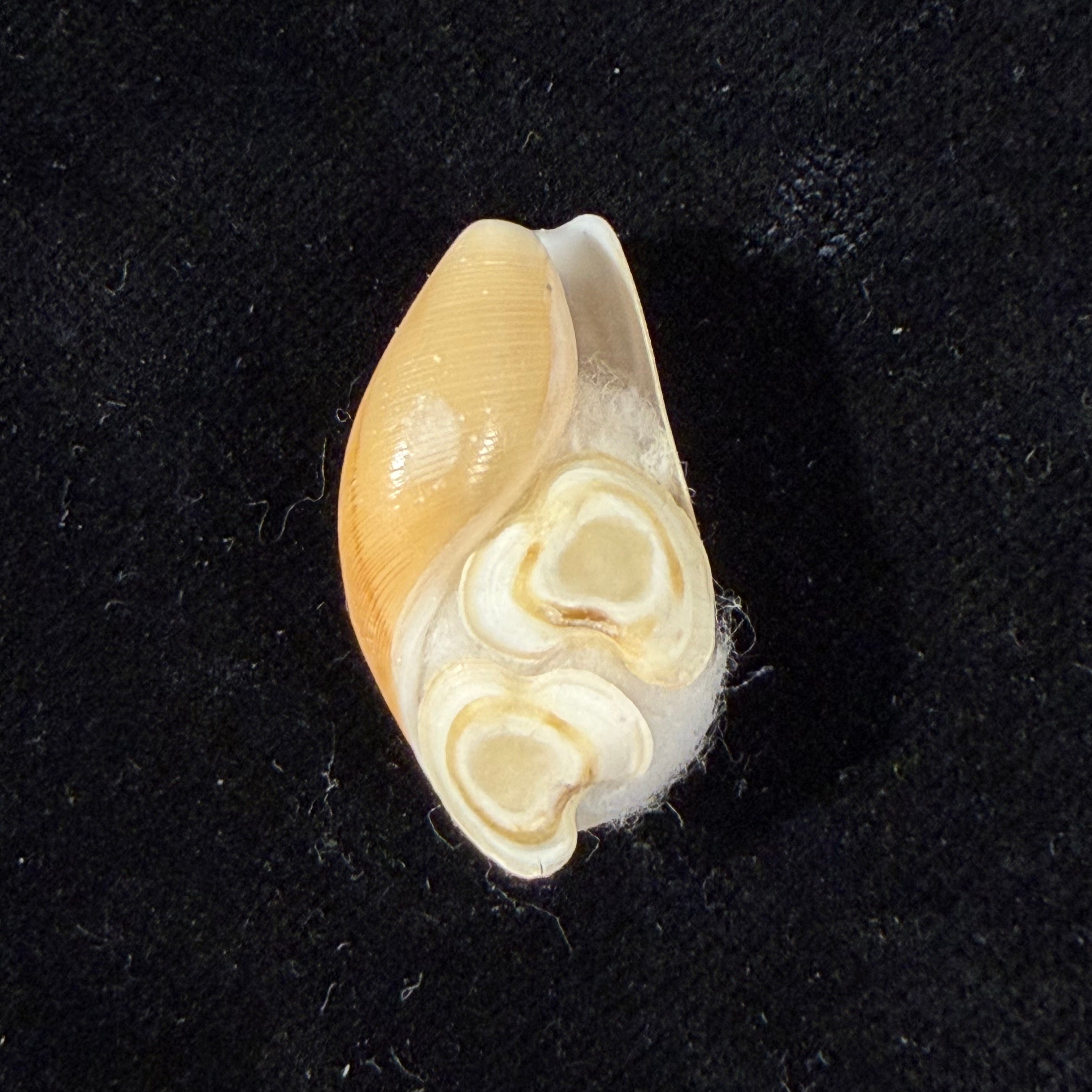 Scaphander cf. lignarius (Linnaeus, 1758) - 28,4mm