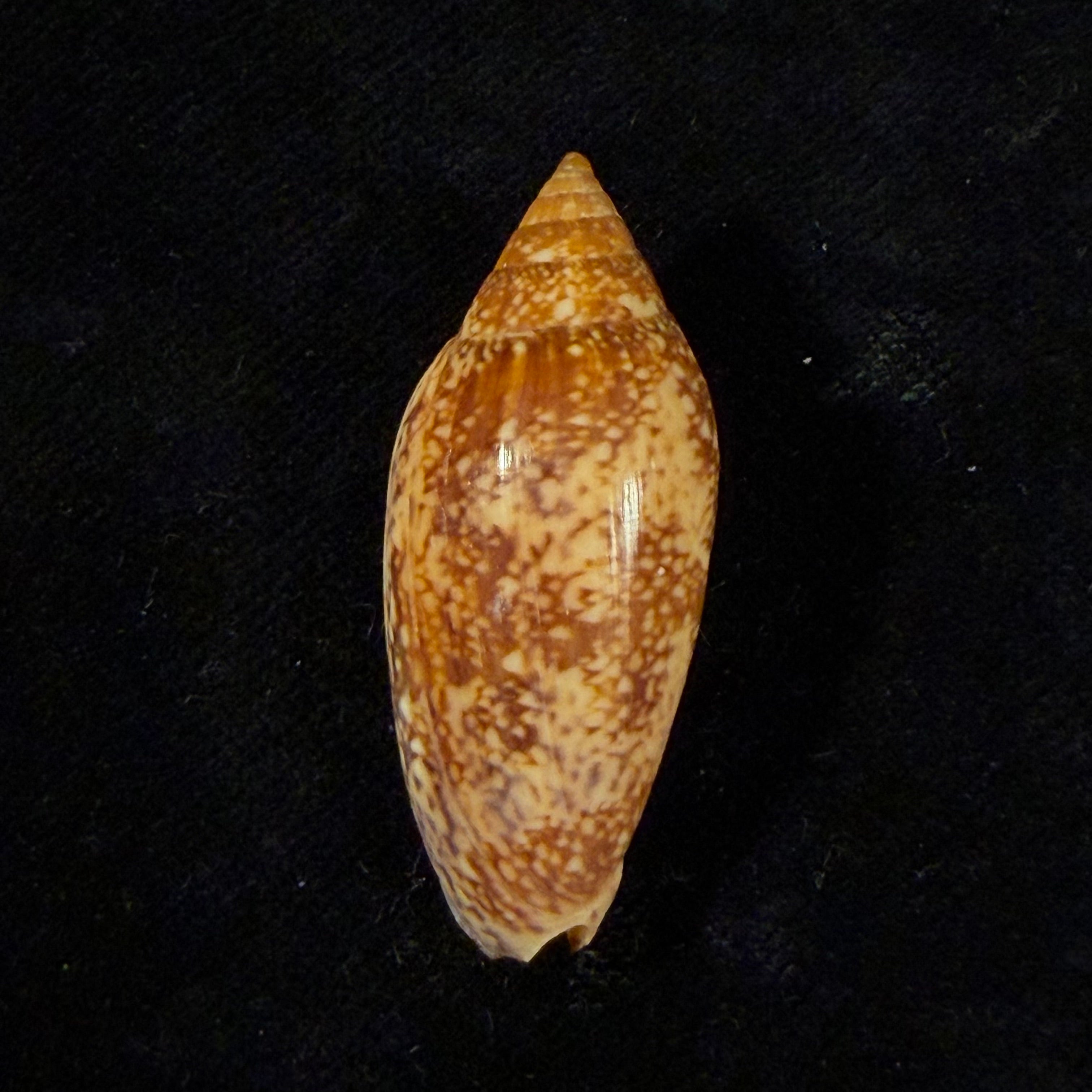 Plicoliva zelindae (Petuch, 1979) - 39,9mm