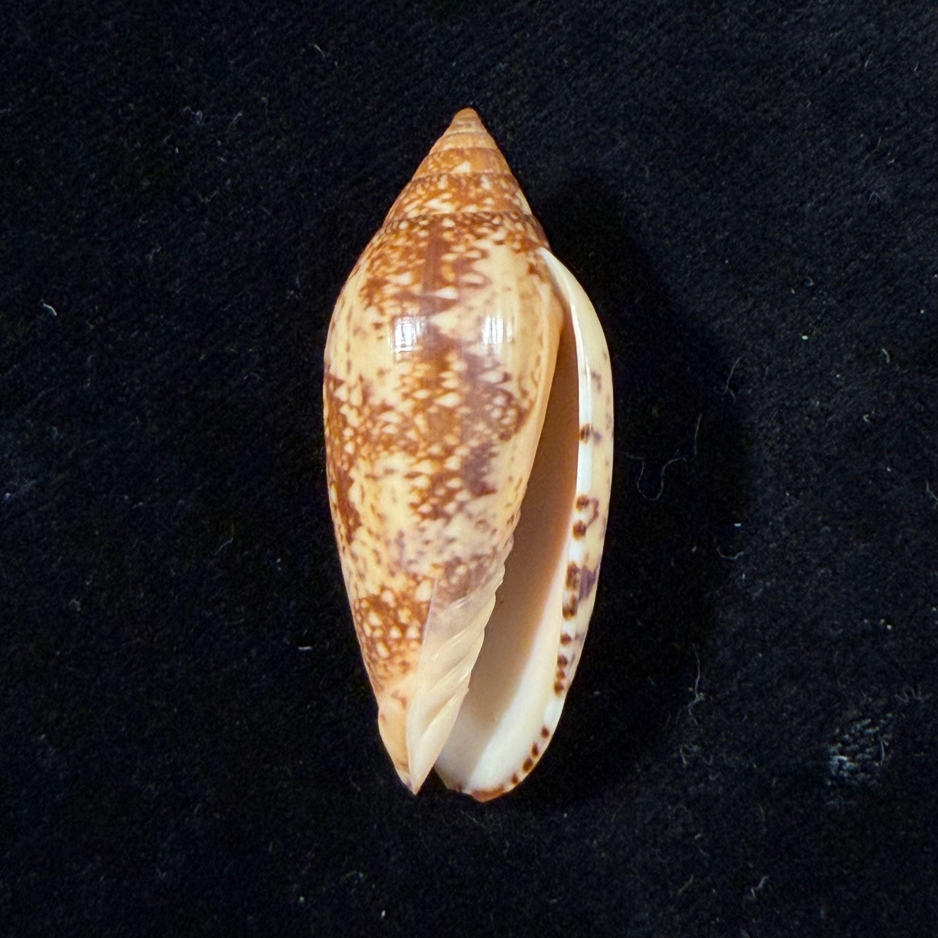 Plicoliva zelindae (Petuch, 1979) - 39,9mm