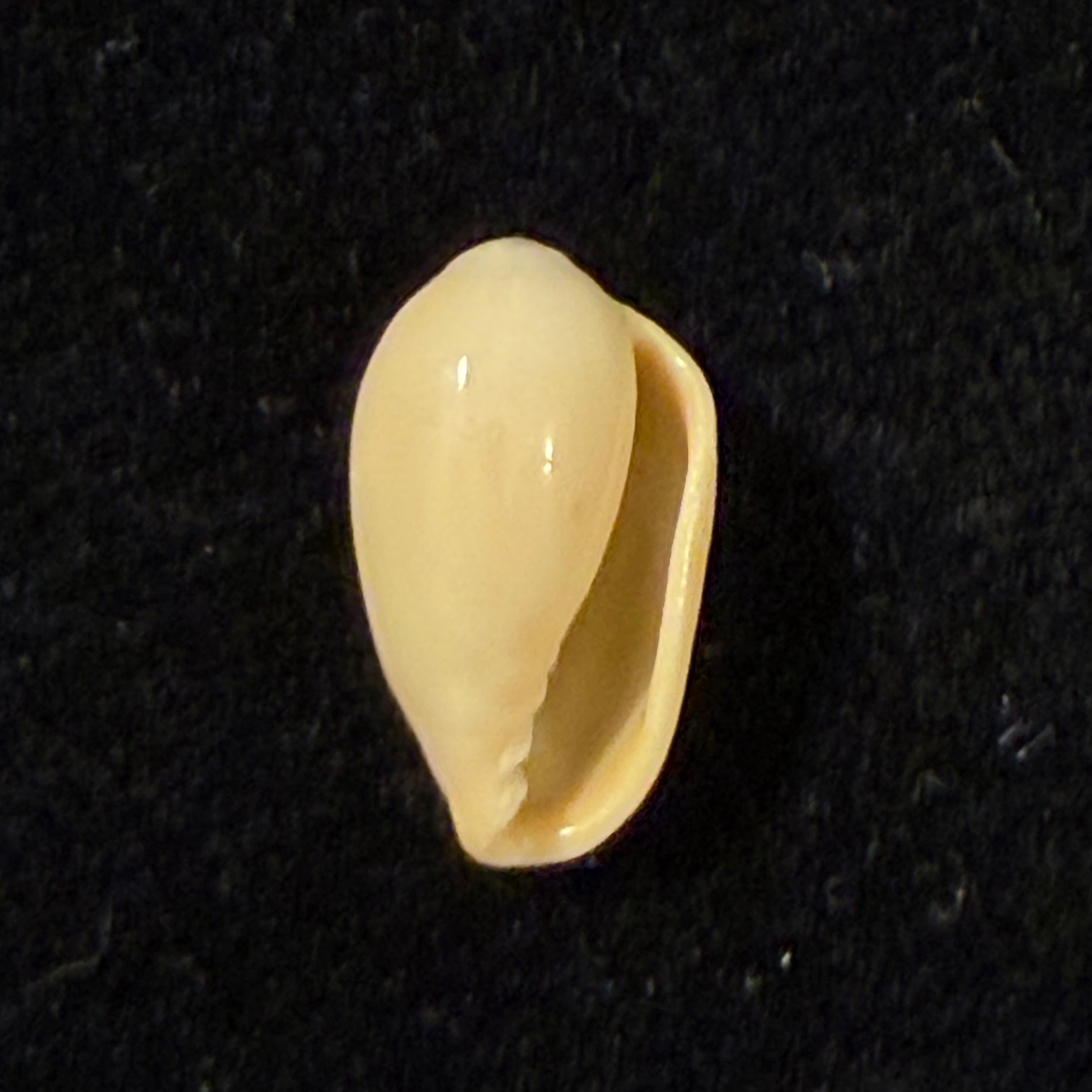 Hyalina keenii (Marrat, 1871) - 12,5mm