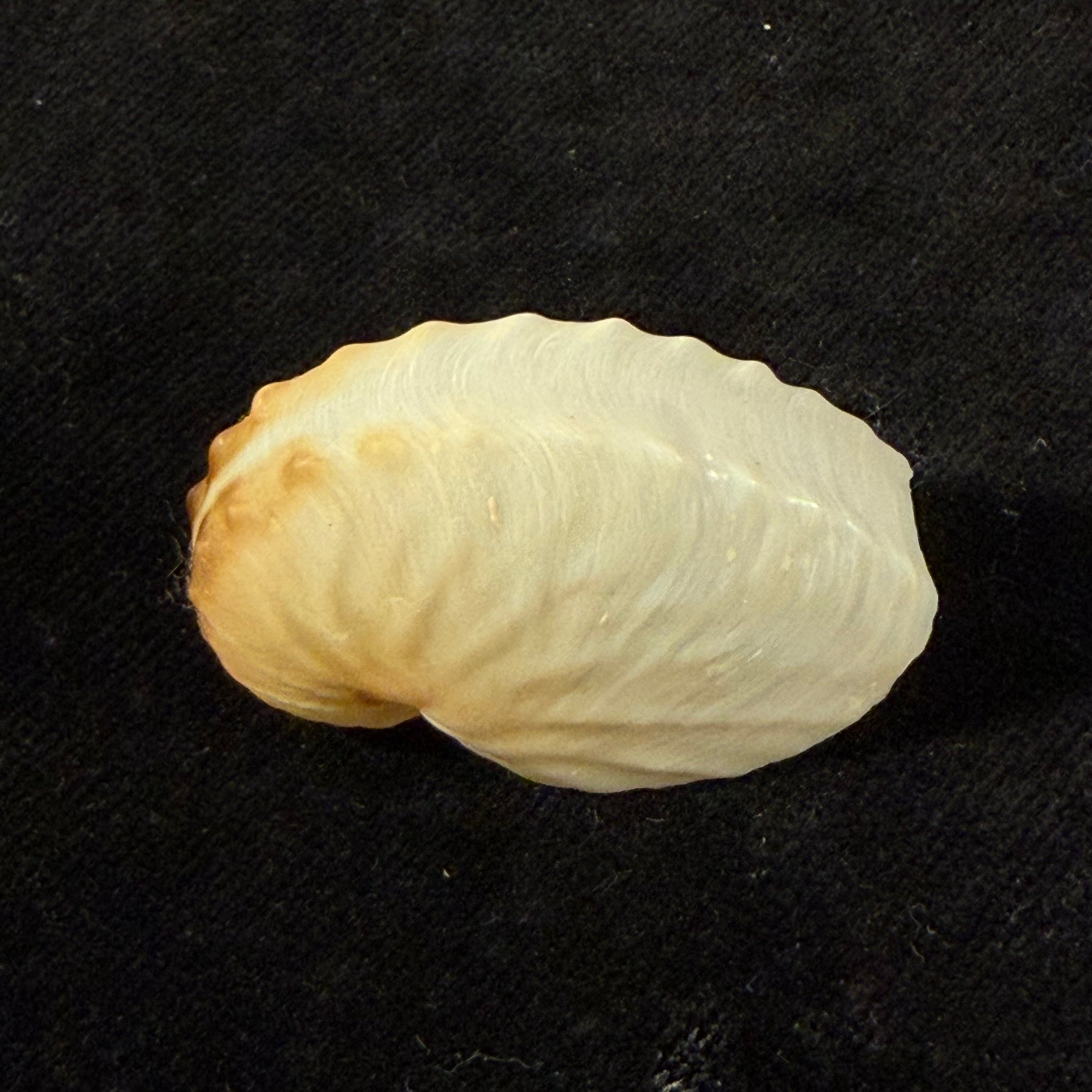 Argonauta boettgeri Maltzan, 1881 - 35,3mm