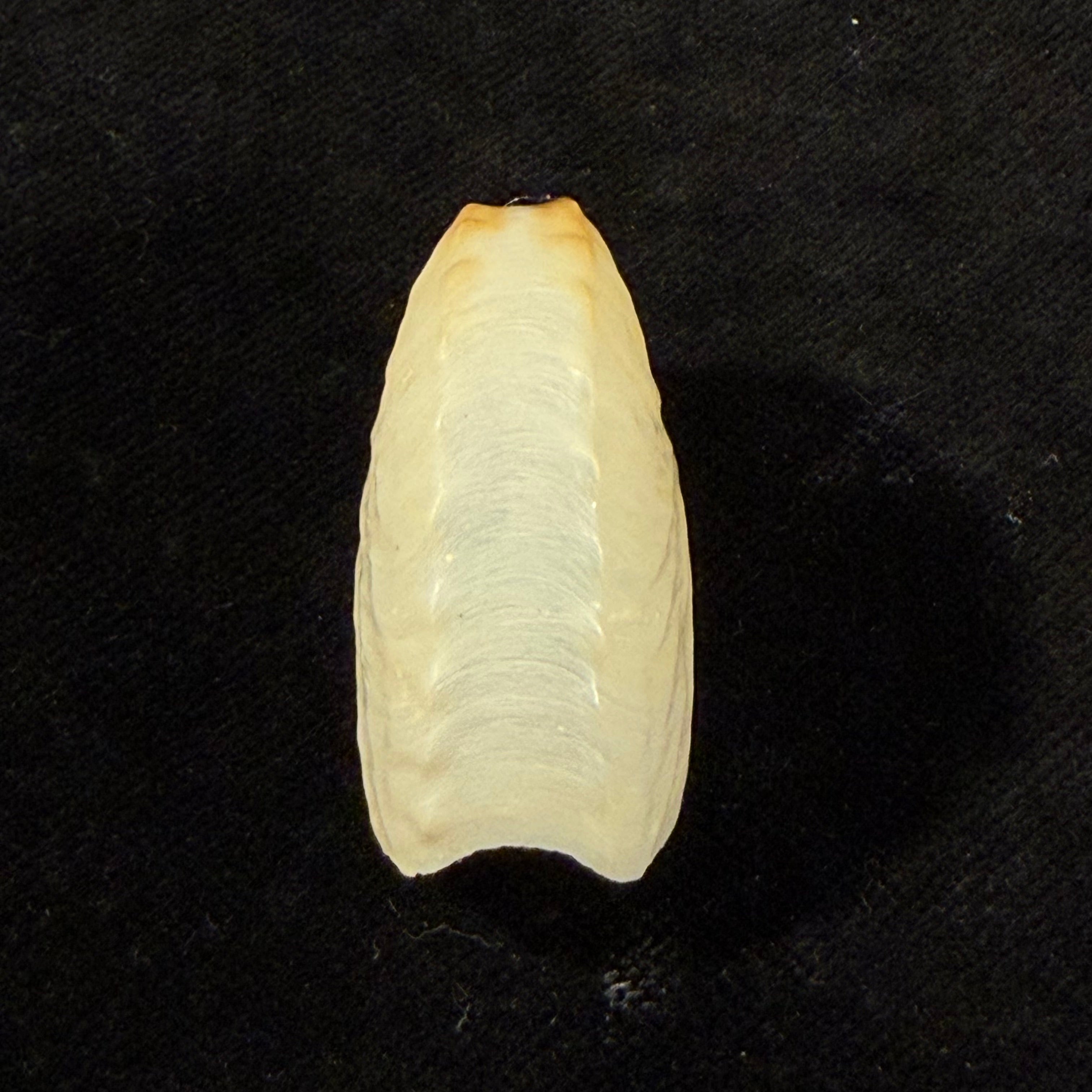 Argonauta boettgeri Maltzan, 1881 - 35,3mm