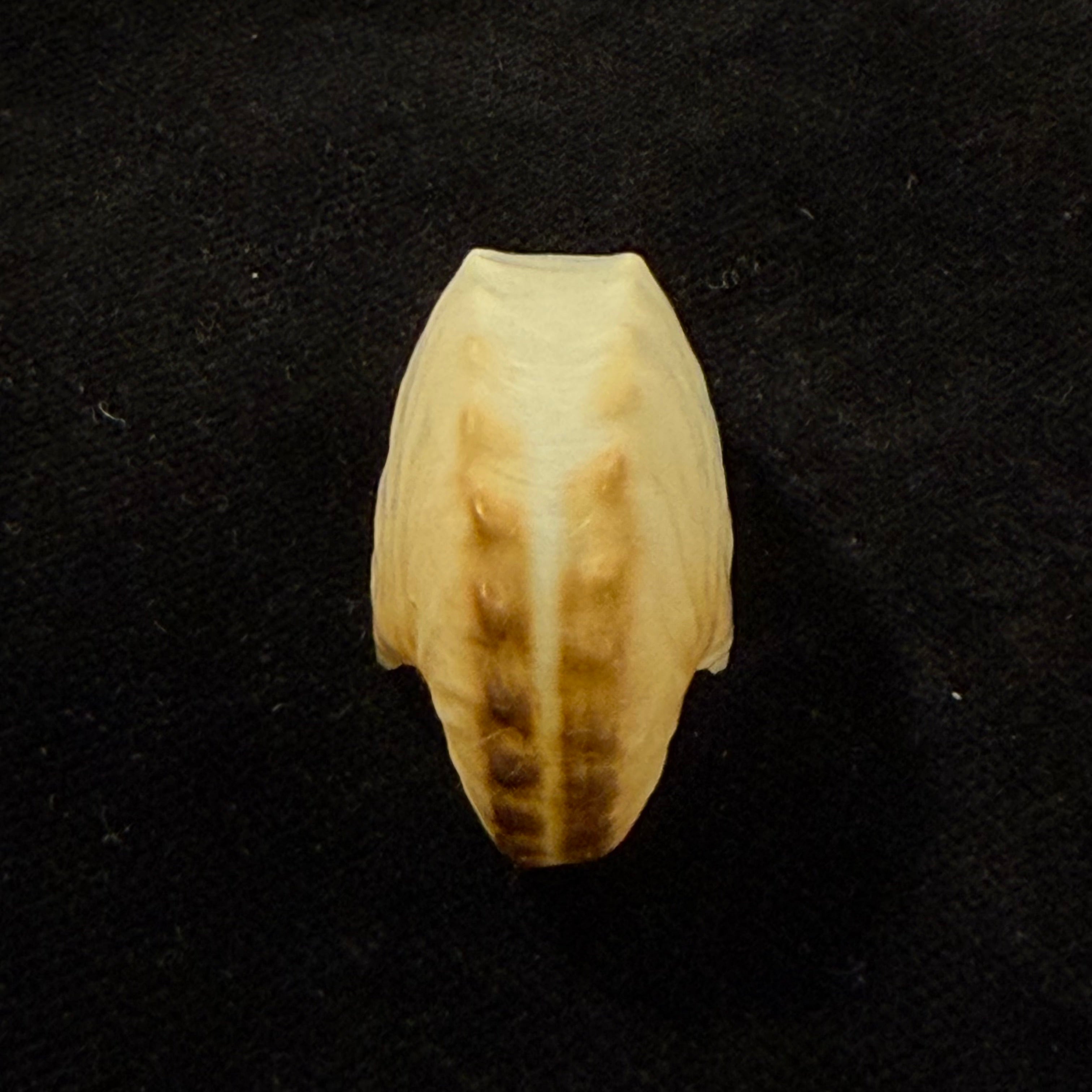 Argonauta boettgeri Maltzan, 1881 - 35,3mm