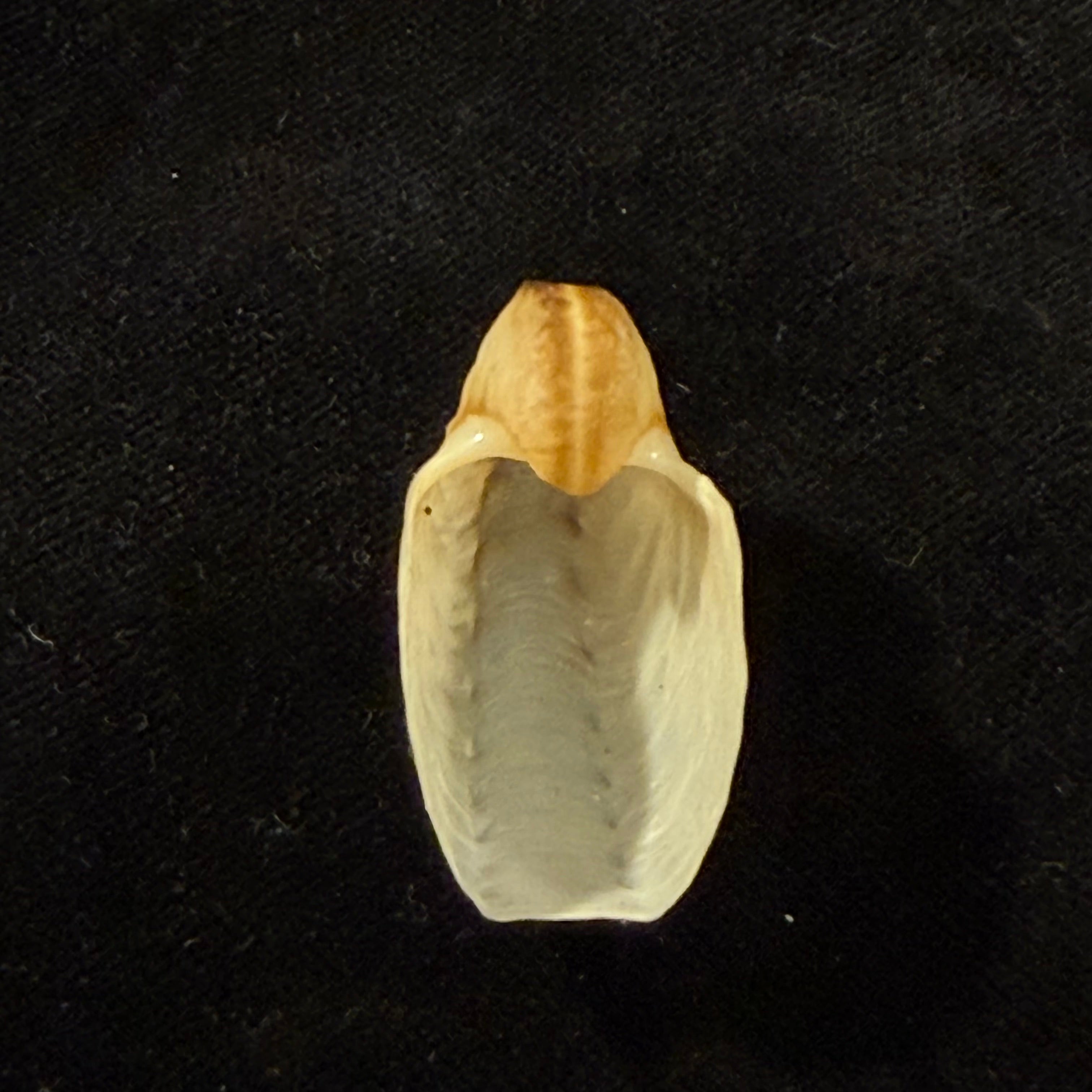 Argonauta boettgeri Maltzan, 1881 - 35,3mm