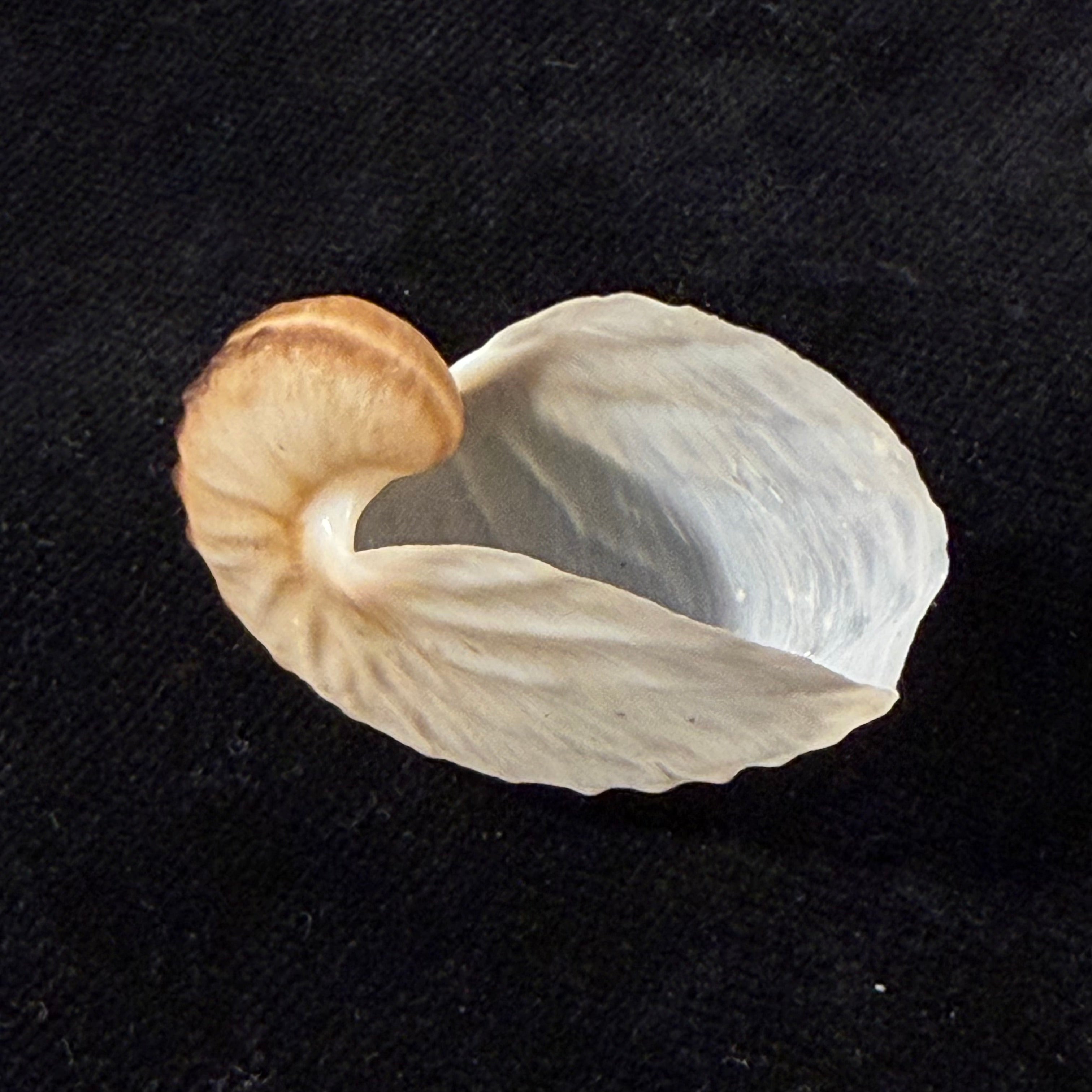 Argonauta boettgeri Maltzan, 1881 - 35,3mm