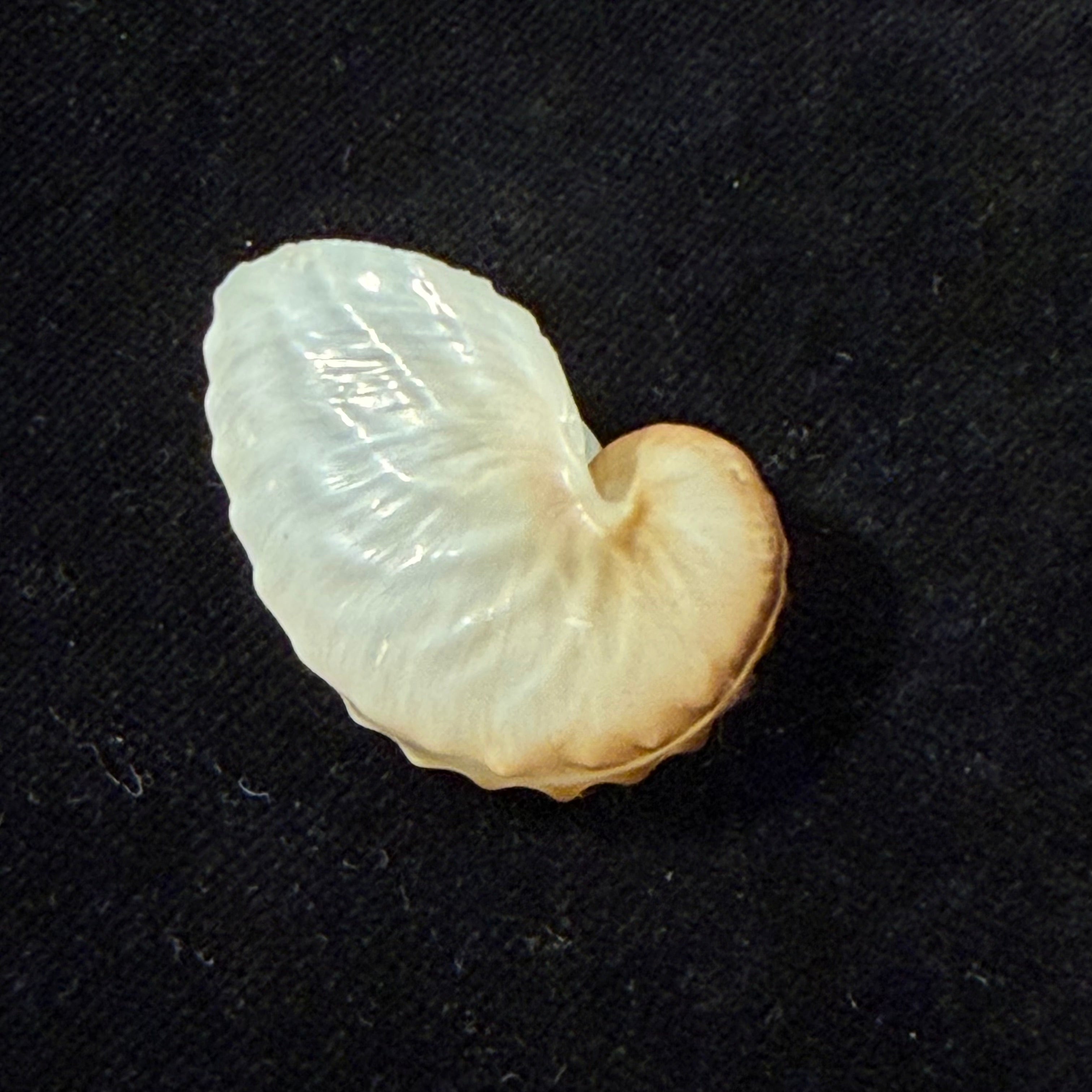 Argonauta boettgeri Maltzan, 1881 - 35,3mm