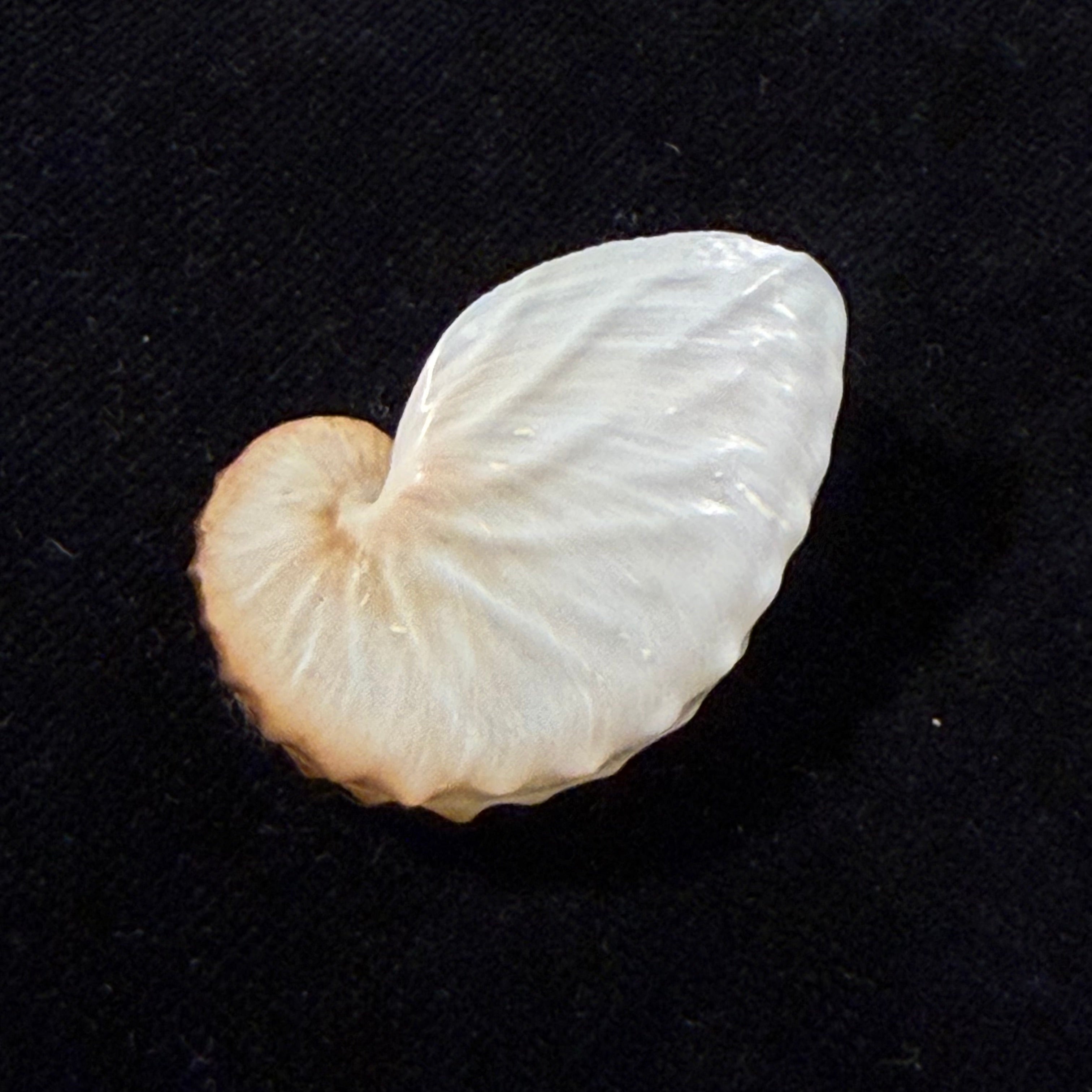 Argonauta boettgeri Maltzan, 1881 - 35,3mm