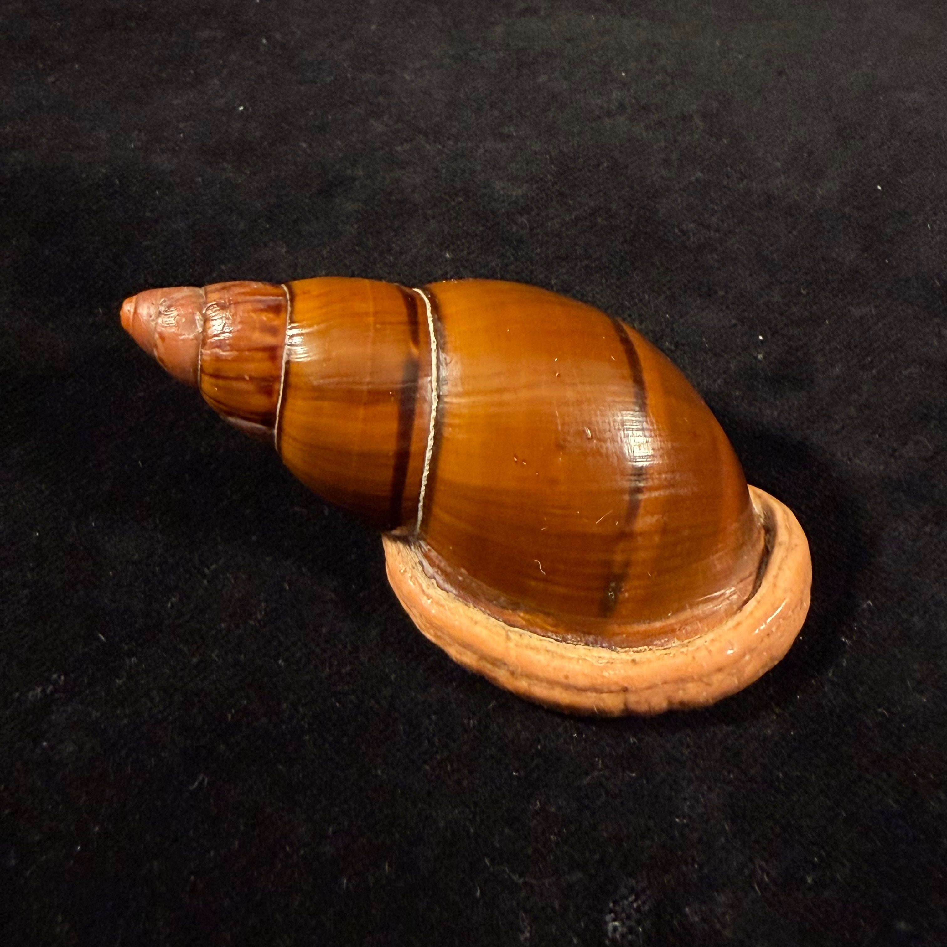 Sultana labeo (Broderip, 1828) - 71,8mm
