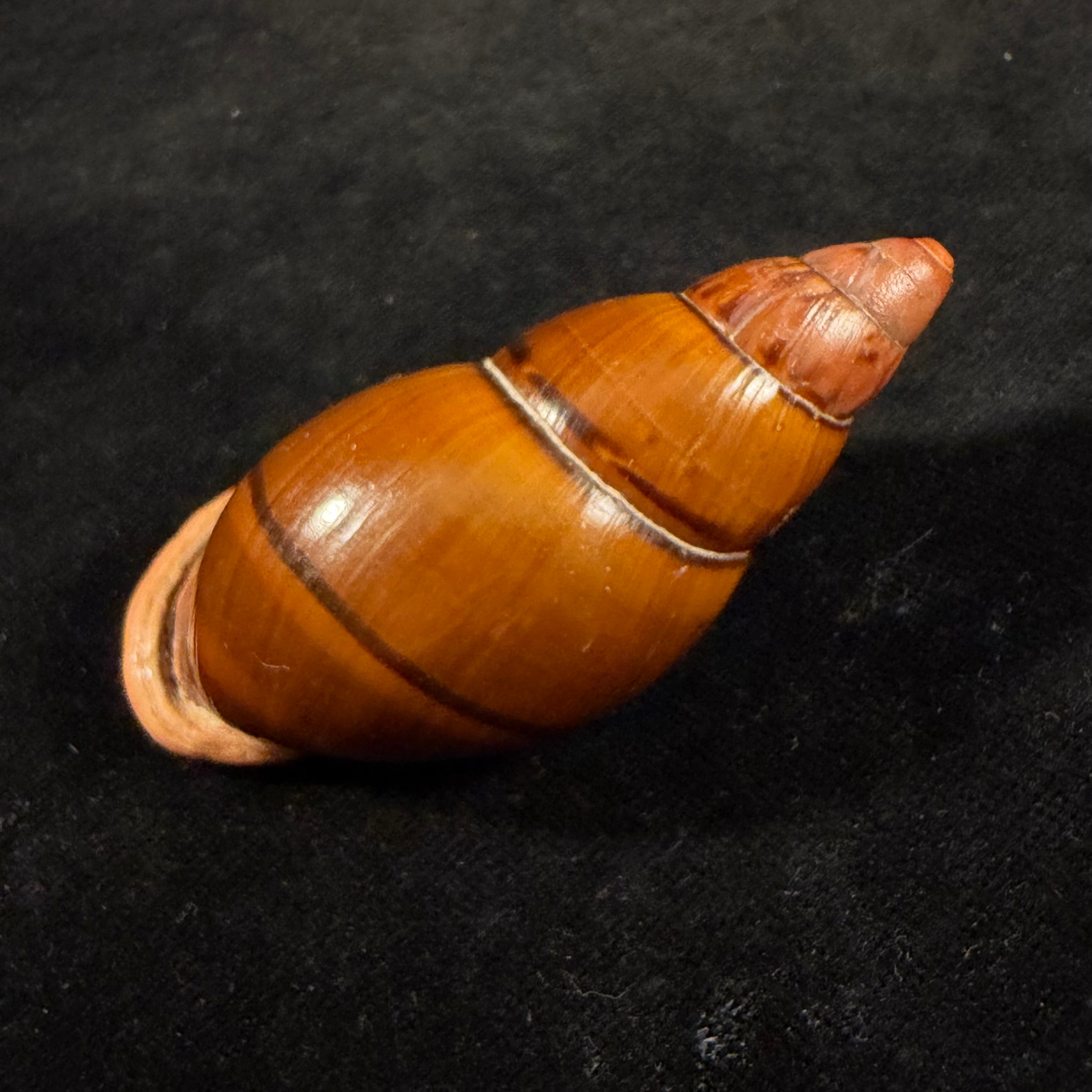 Sultana labeo (Broderip, 1828) - 71,8mm