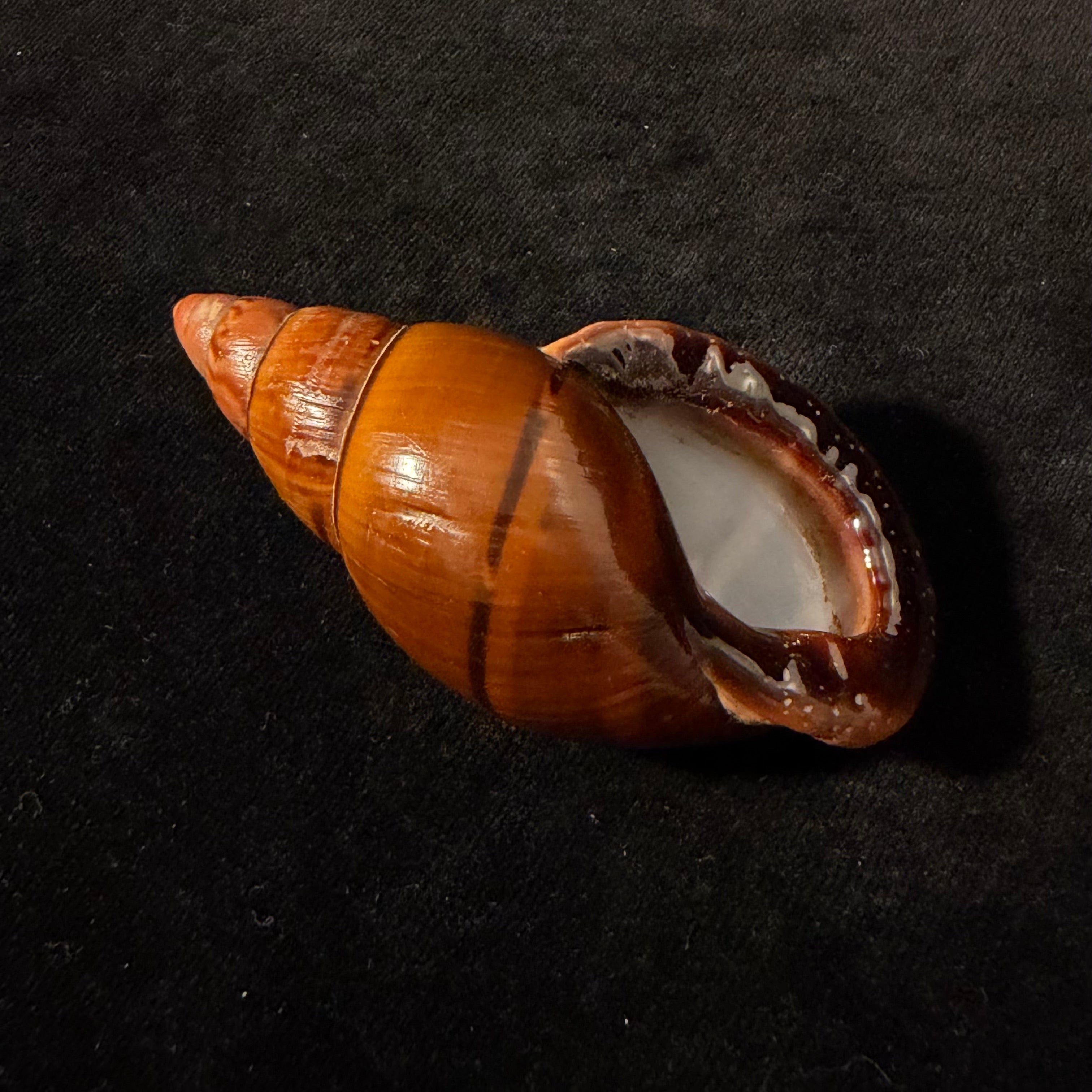 Sultana labeo (Broderip, 1828) - 71,8mm