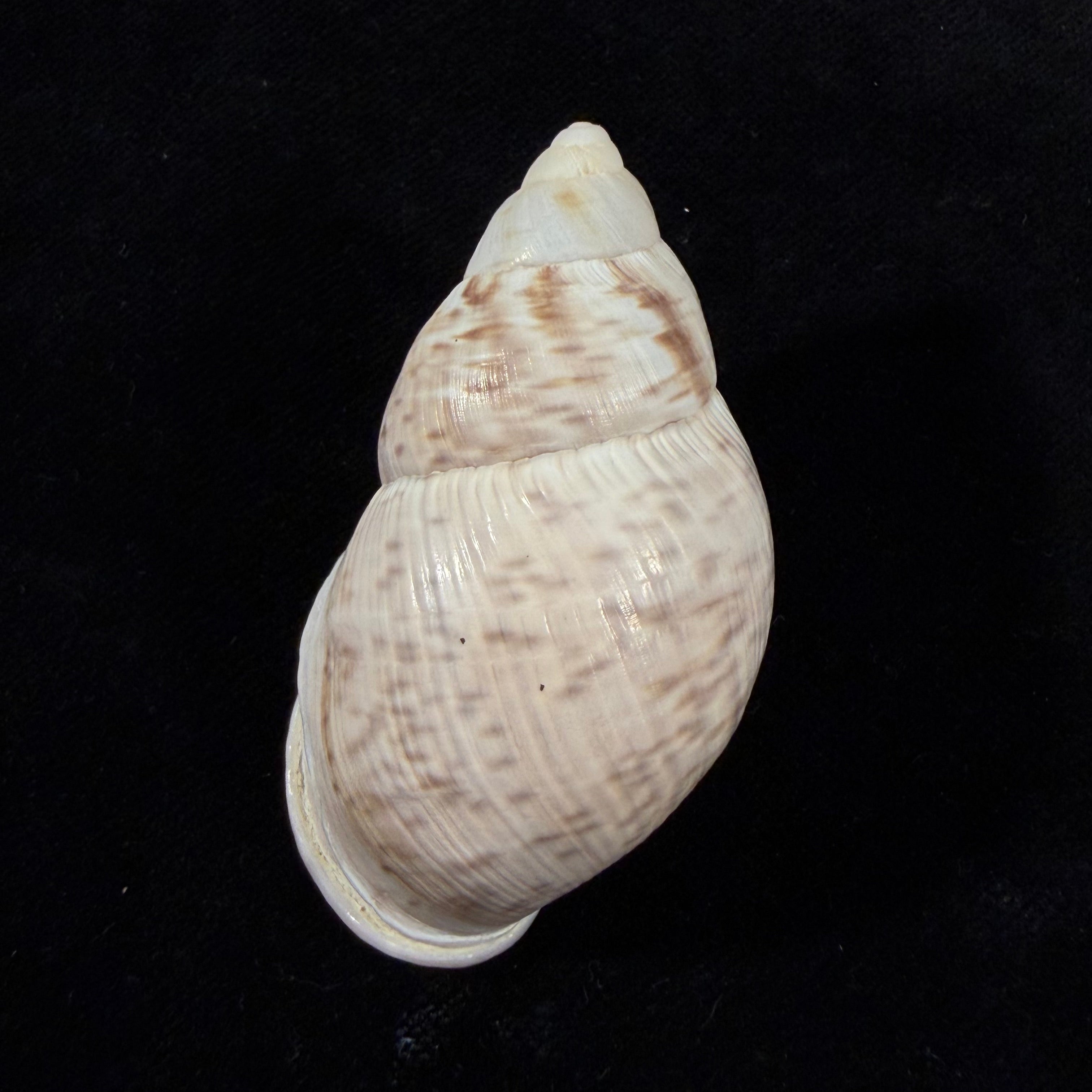 Porphyrobaphe iostoma (G. B. Sowerby I, 1824) - 58,1mm