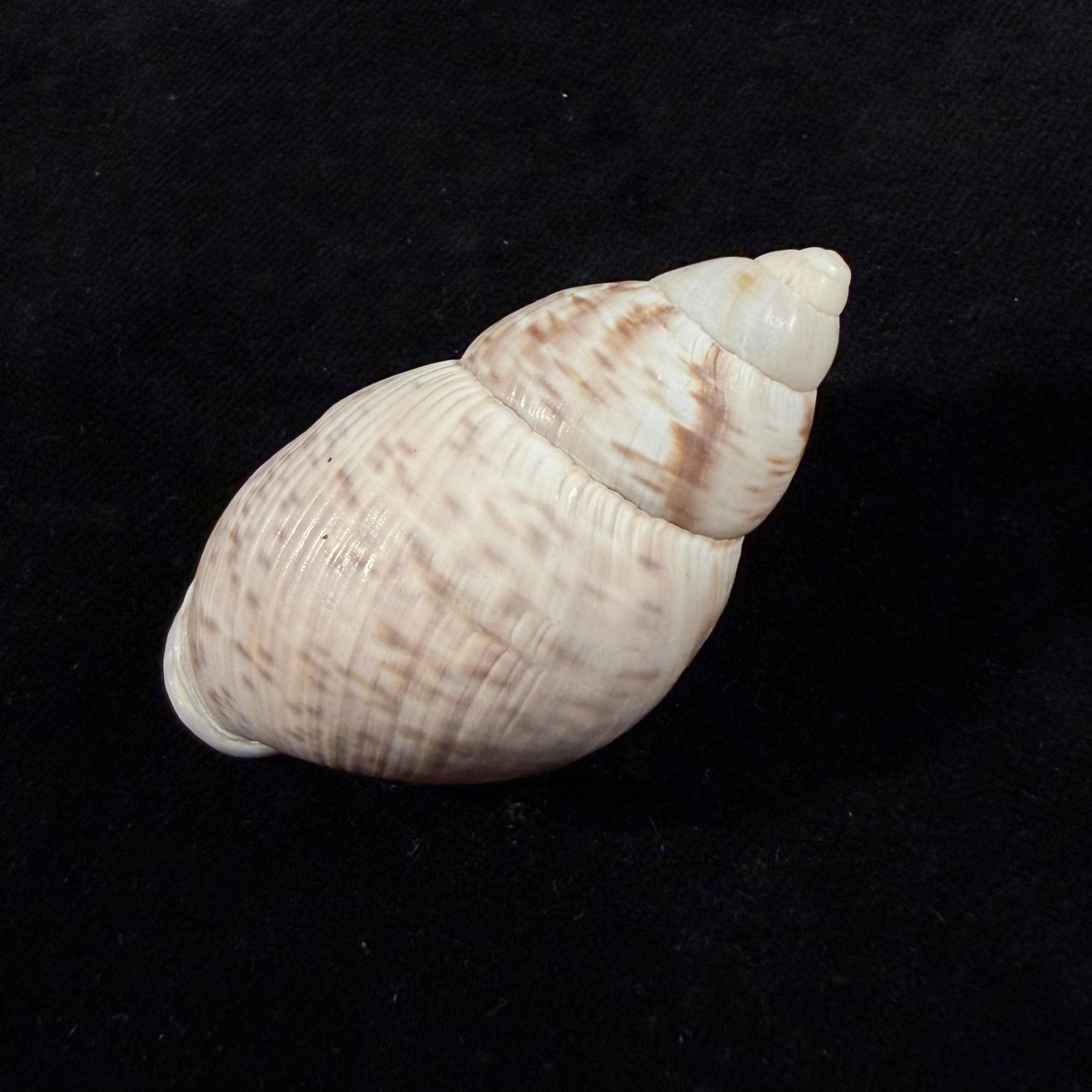 Porphyrobaphe iostoma (G. B. Sowerby I, 1824) - 58,1mm