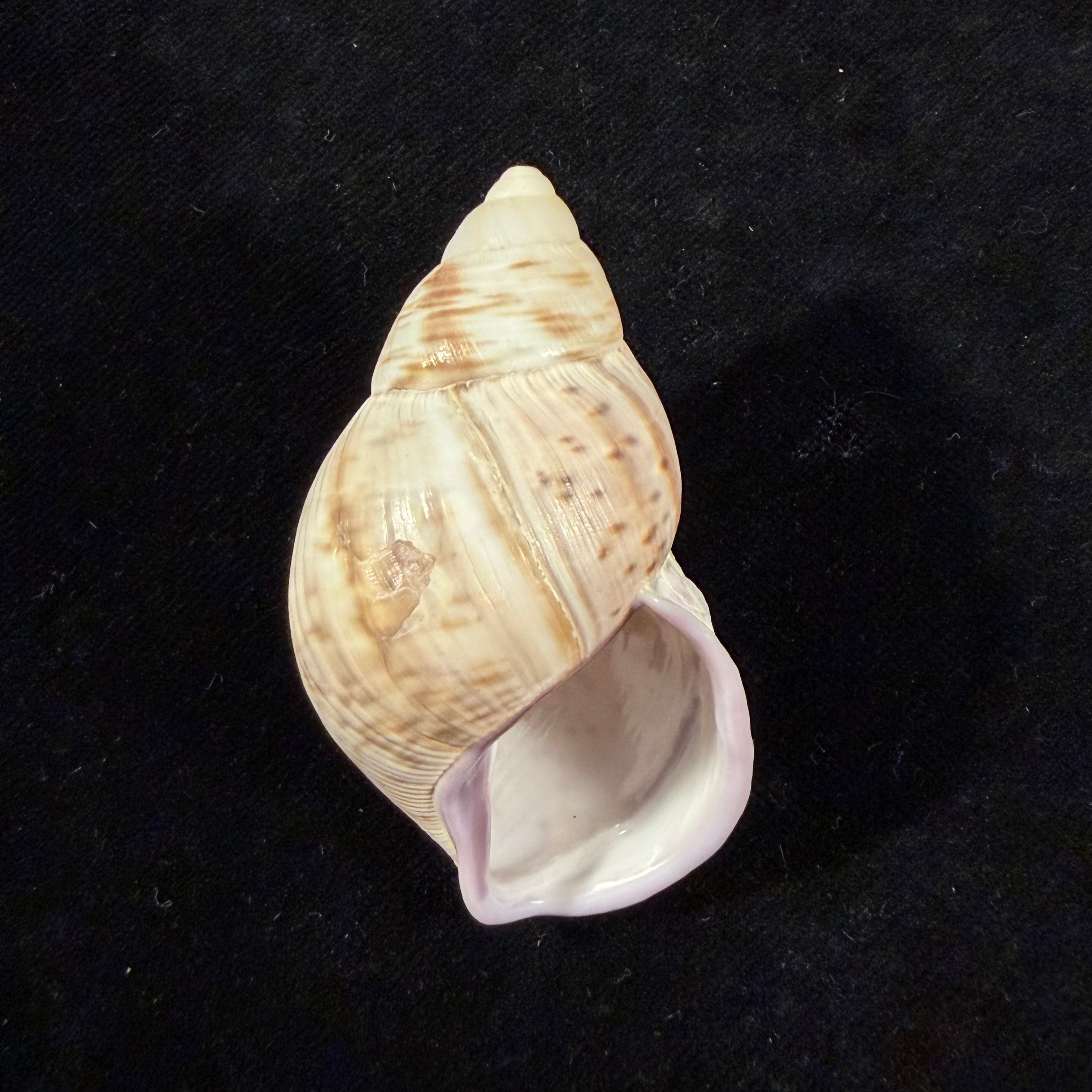 Porphyrobaphe iostoma (G. B. Sowerby I, 1824) - 58,1mm