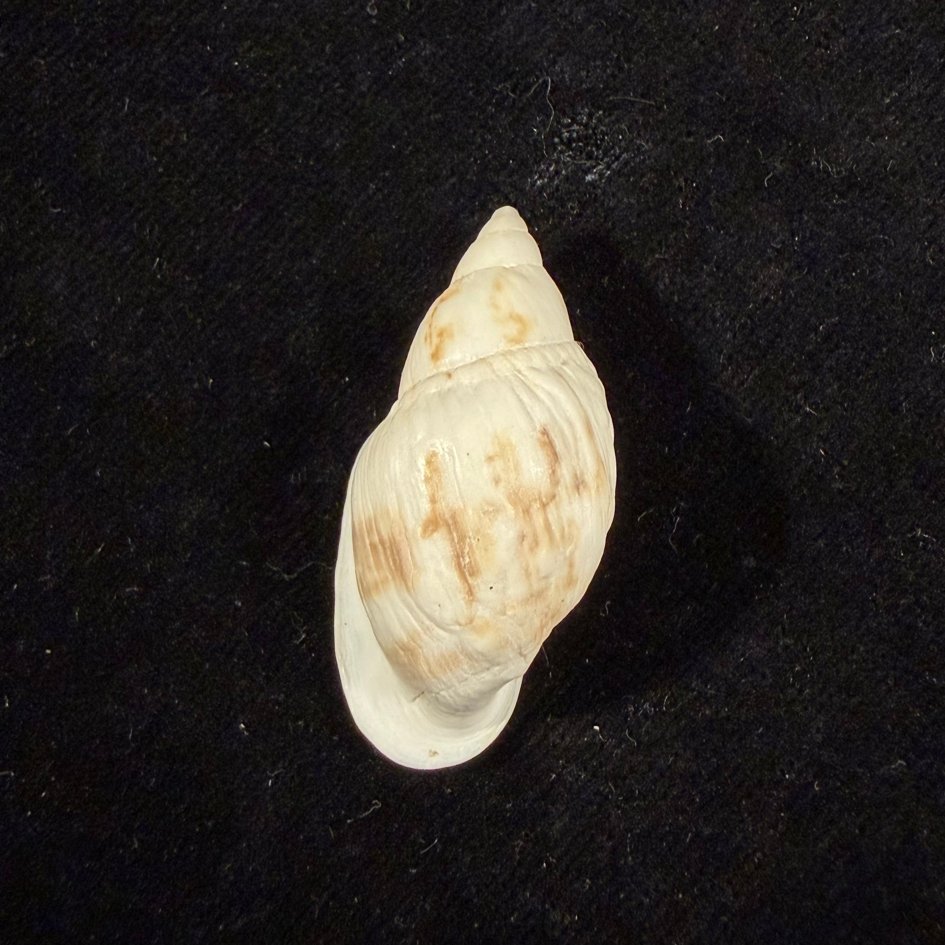 Leiostracus vittatus (Spix, 1827) - 37,5mm