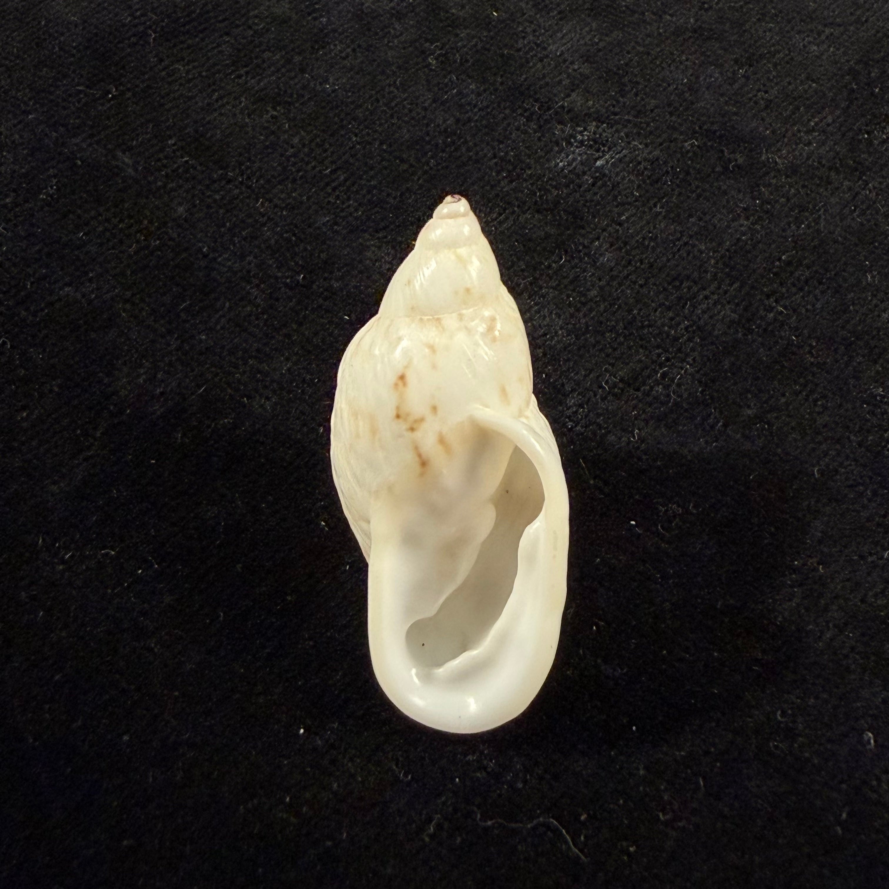 Leiostracus vittatus (Spix, 1827) - 37,5mm