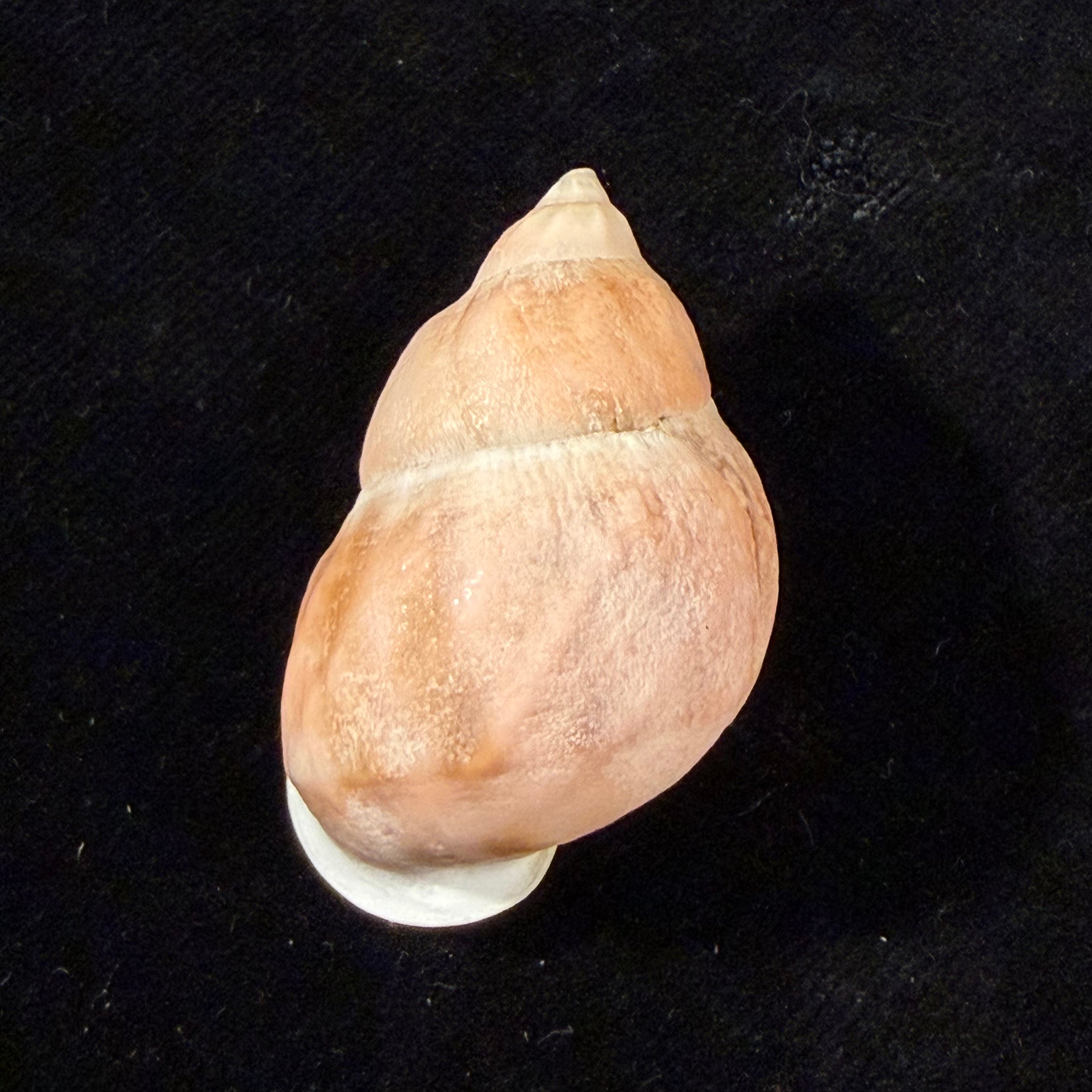 Auris egregia (Jay, 1836) - 37,7mm